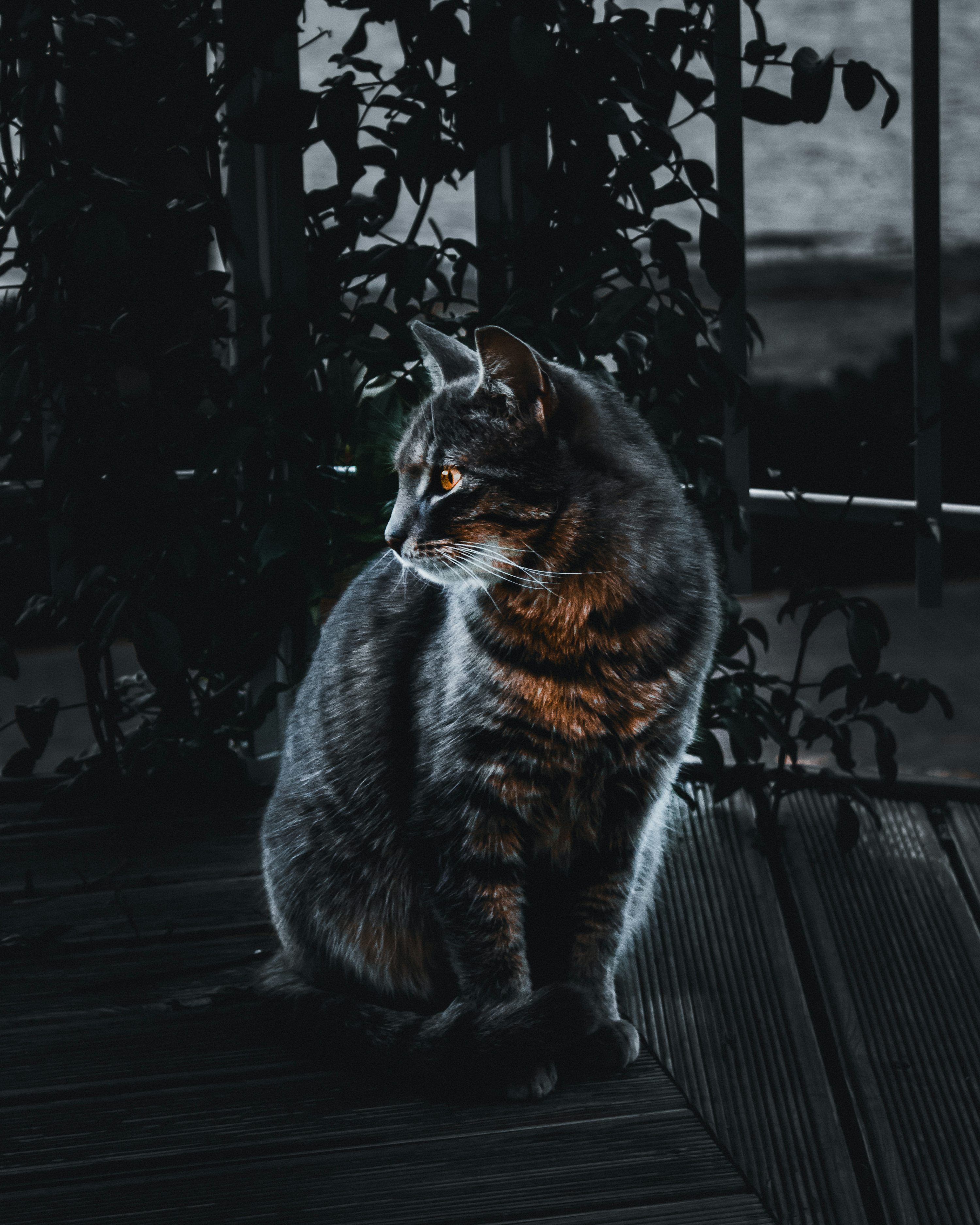 3000x3750 Selective focus of silver tabby cat photo