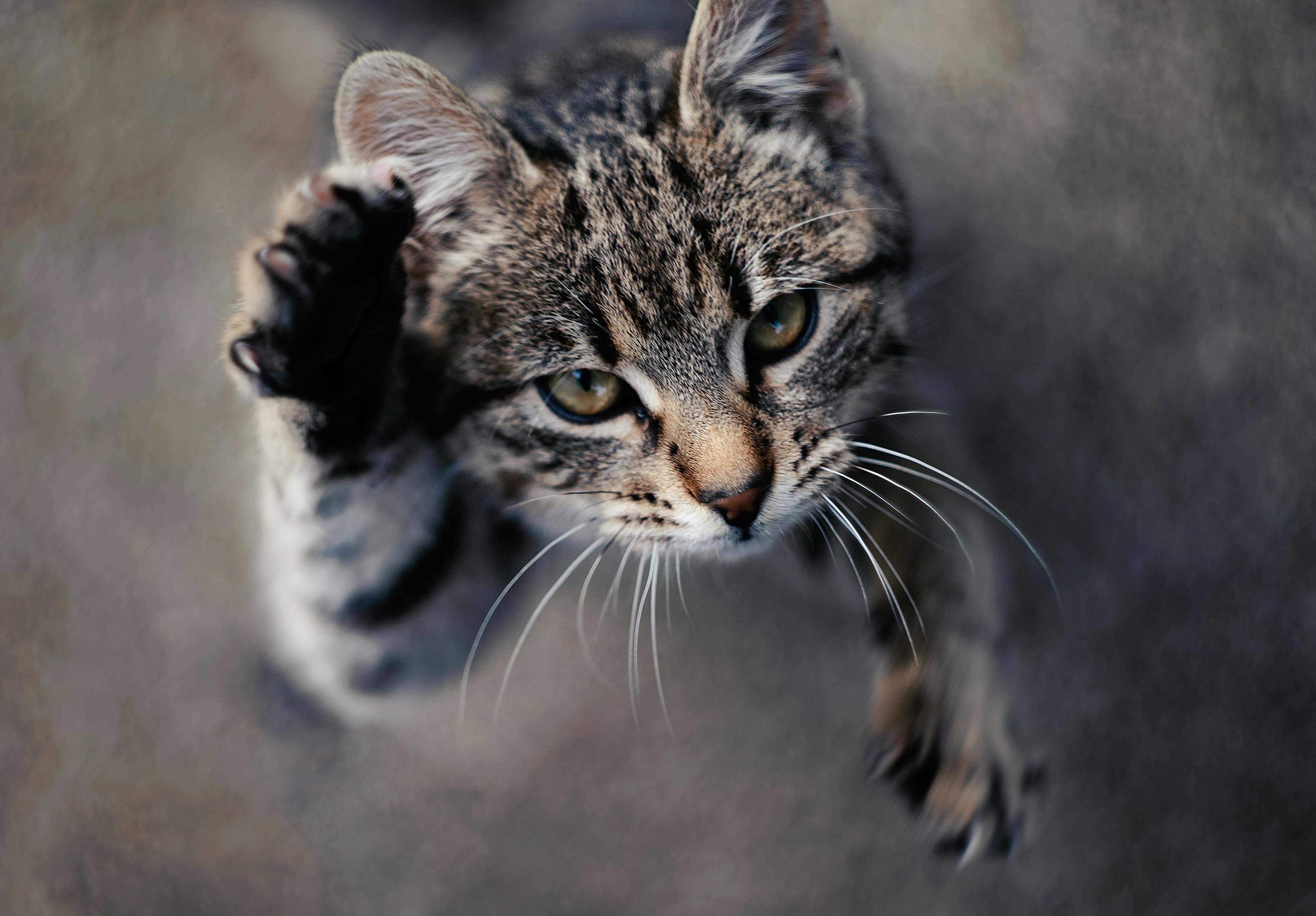 3716x2586 Tabby Cat · Free