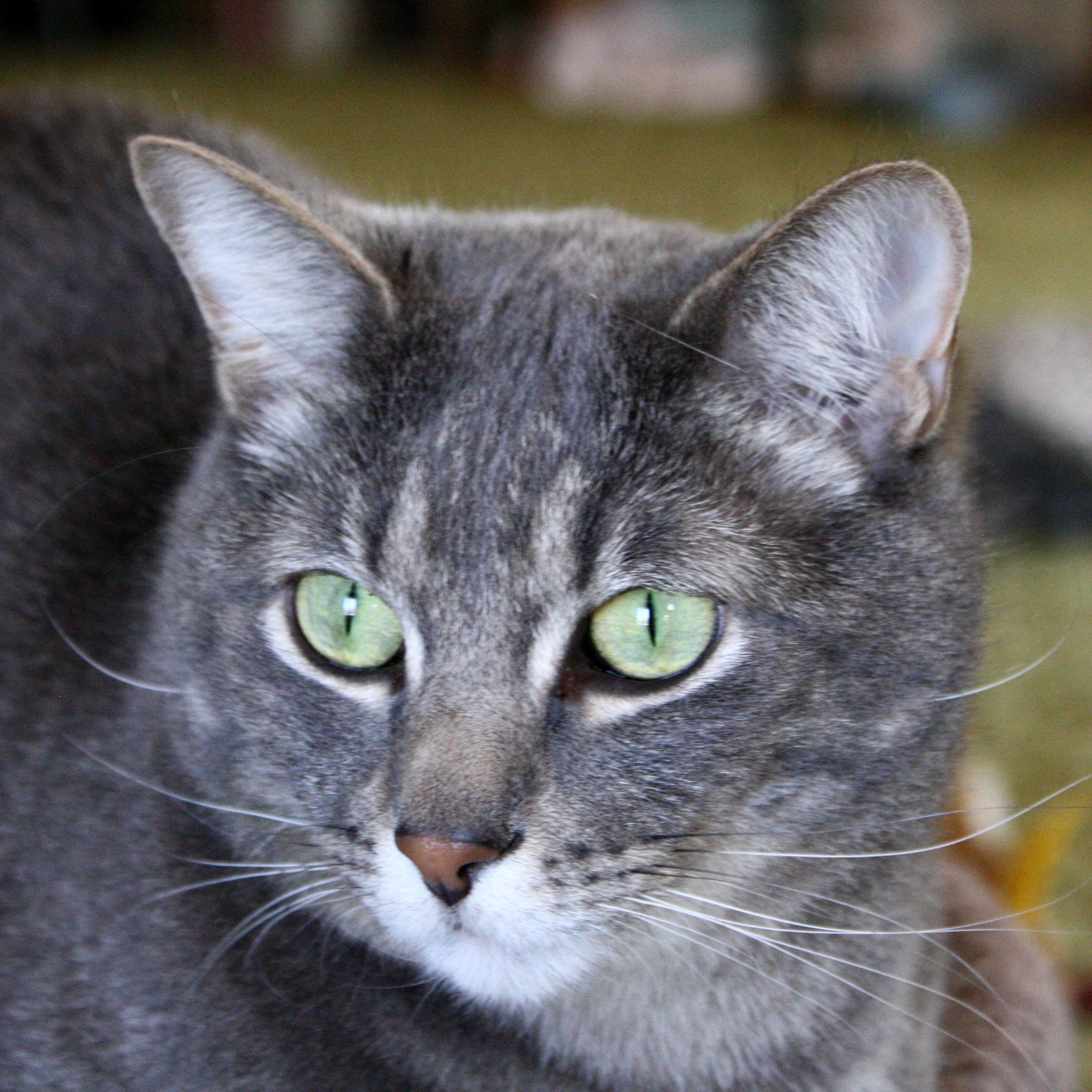 2592x2592 Gray Tabby Cat with Green Eyes Close Up