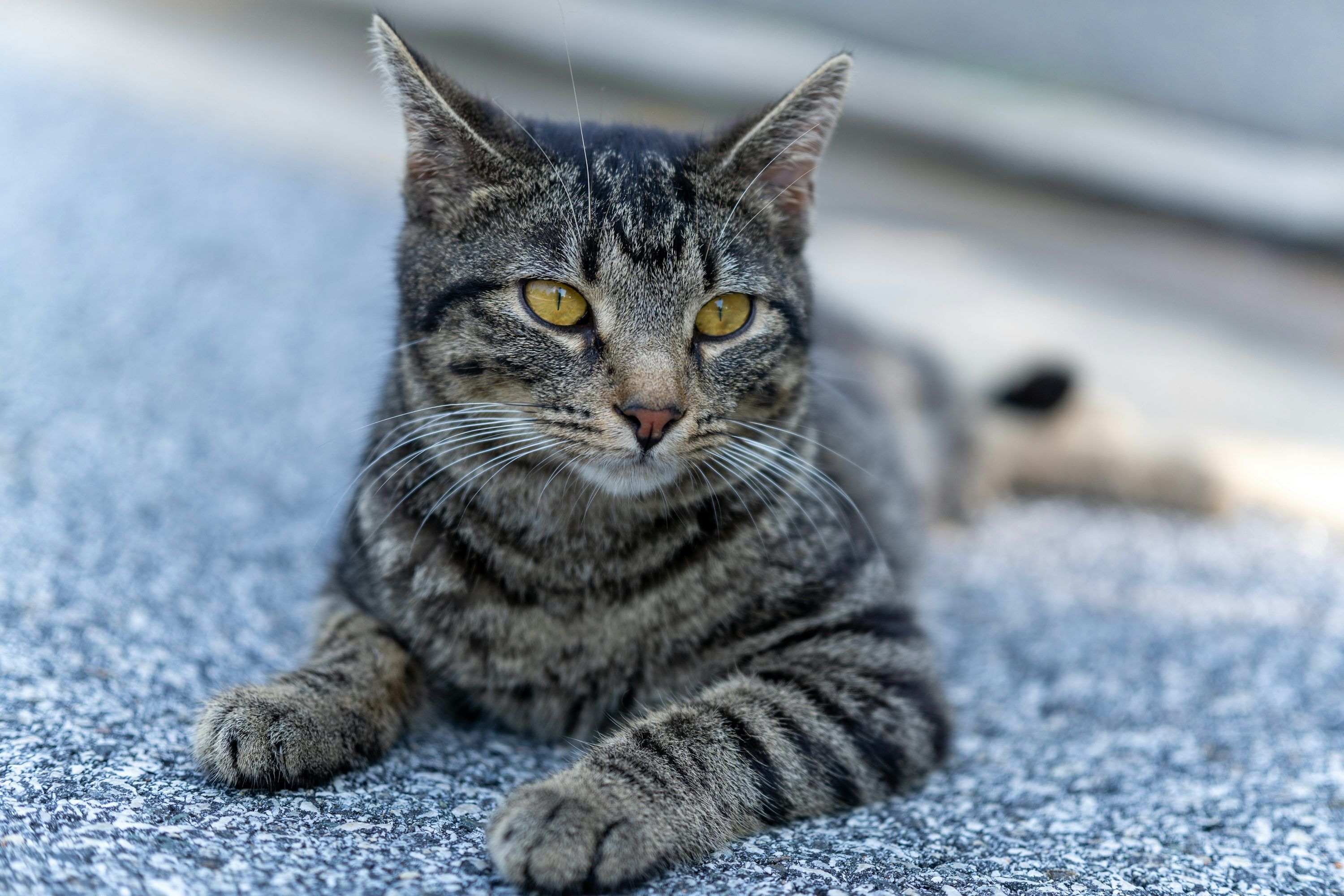 3000x2000 A tabby cat is relaxing and looking forward. photo