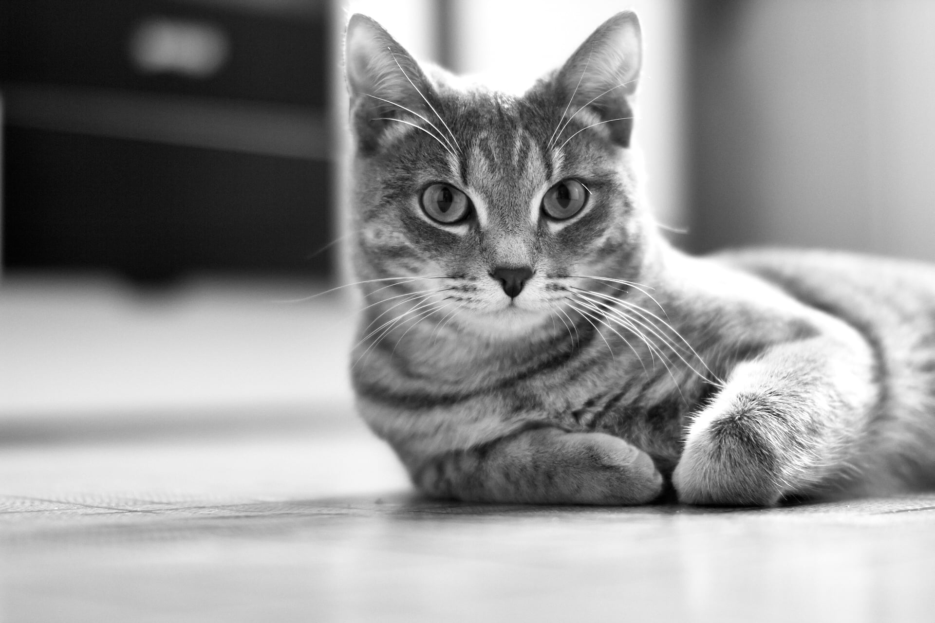 1920x1280 Gray scale photo of tabby cat HD wallpaper