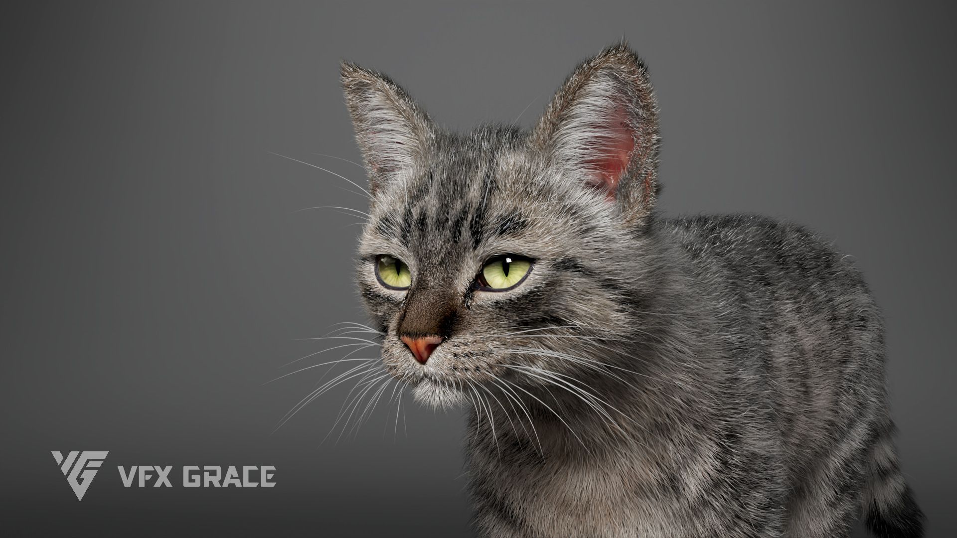1920x1080 Grey Tabby Cat Animation Character Asset