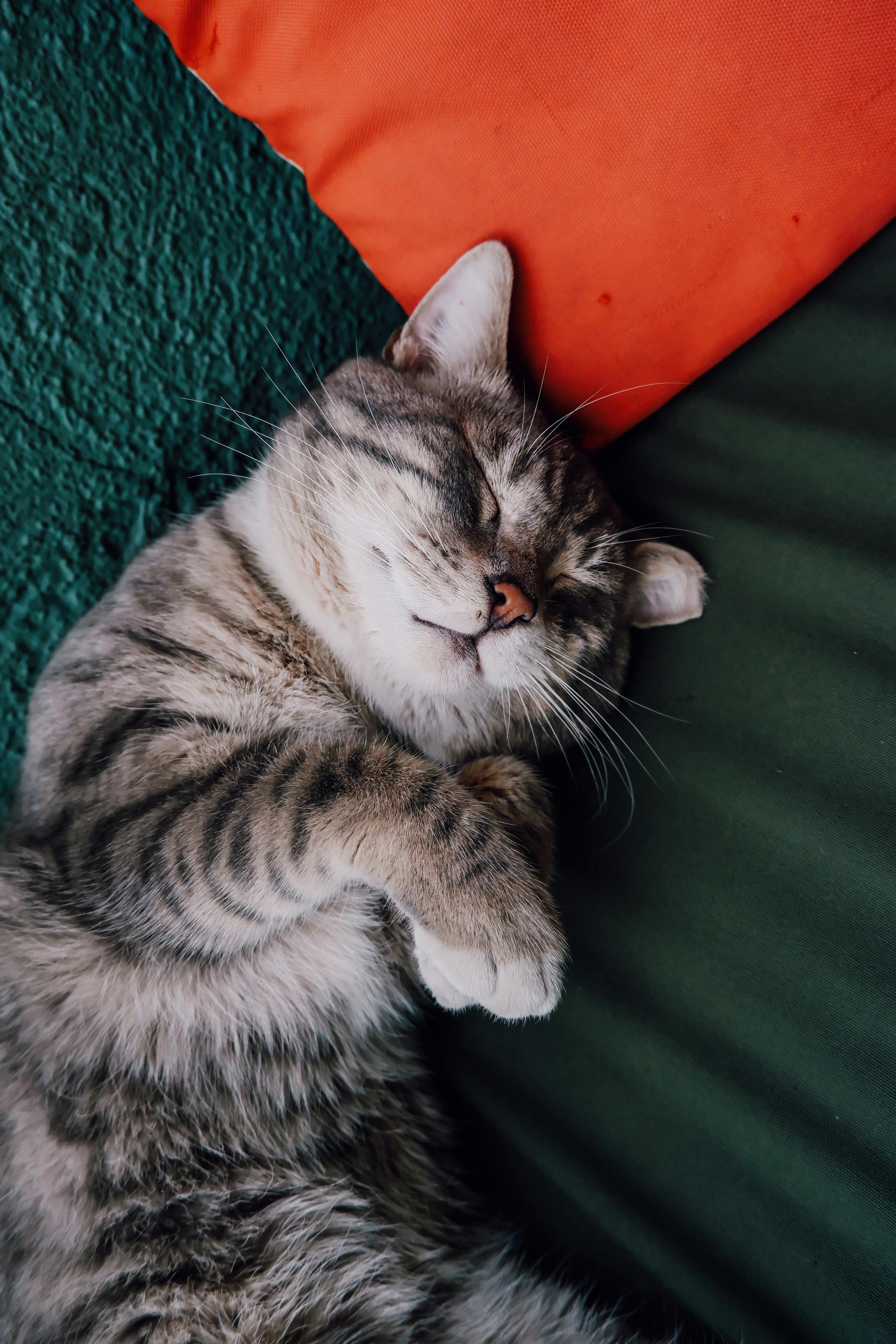 4000x6000 Sleeping Cute Tabby Cat · Free