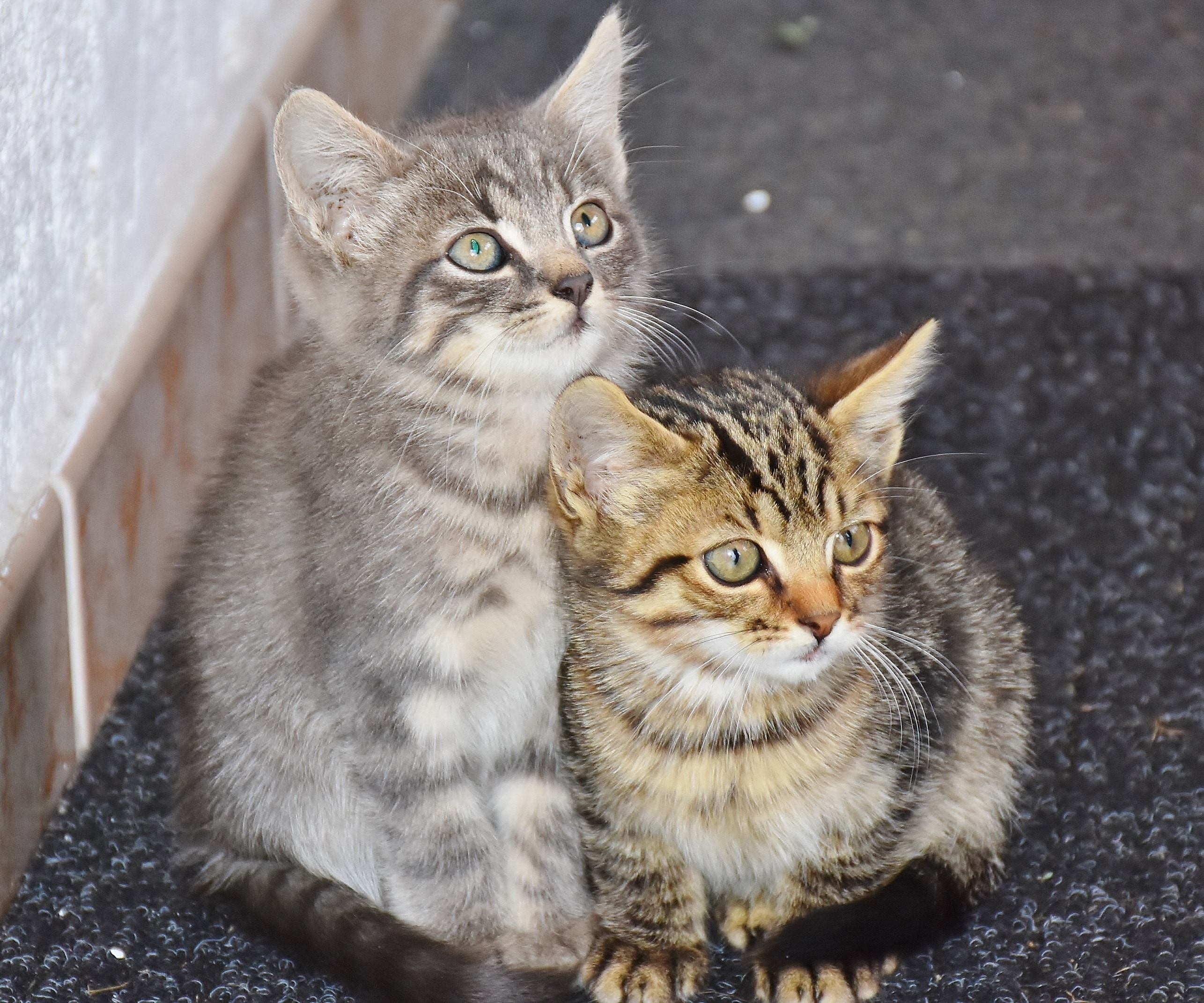 2571x2143 gray tabby kitten free image