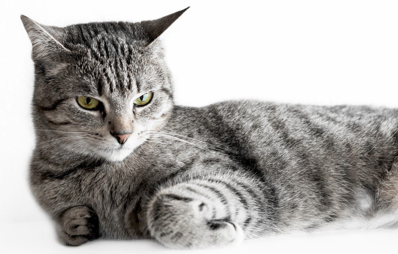 1332x850 Grey Striped Cat Wallpaper