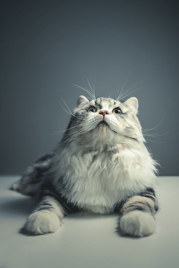 728x1091 Royalty Free Photo: Selective Photograph Of Silver Tabby Cat
