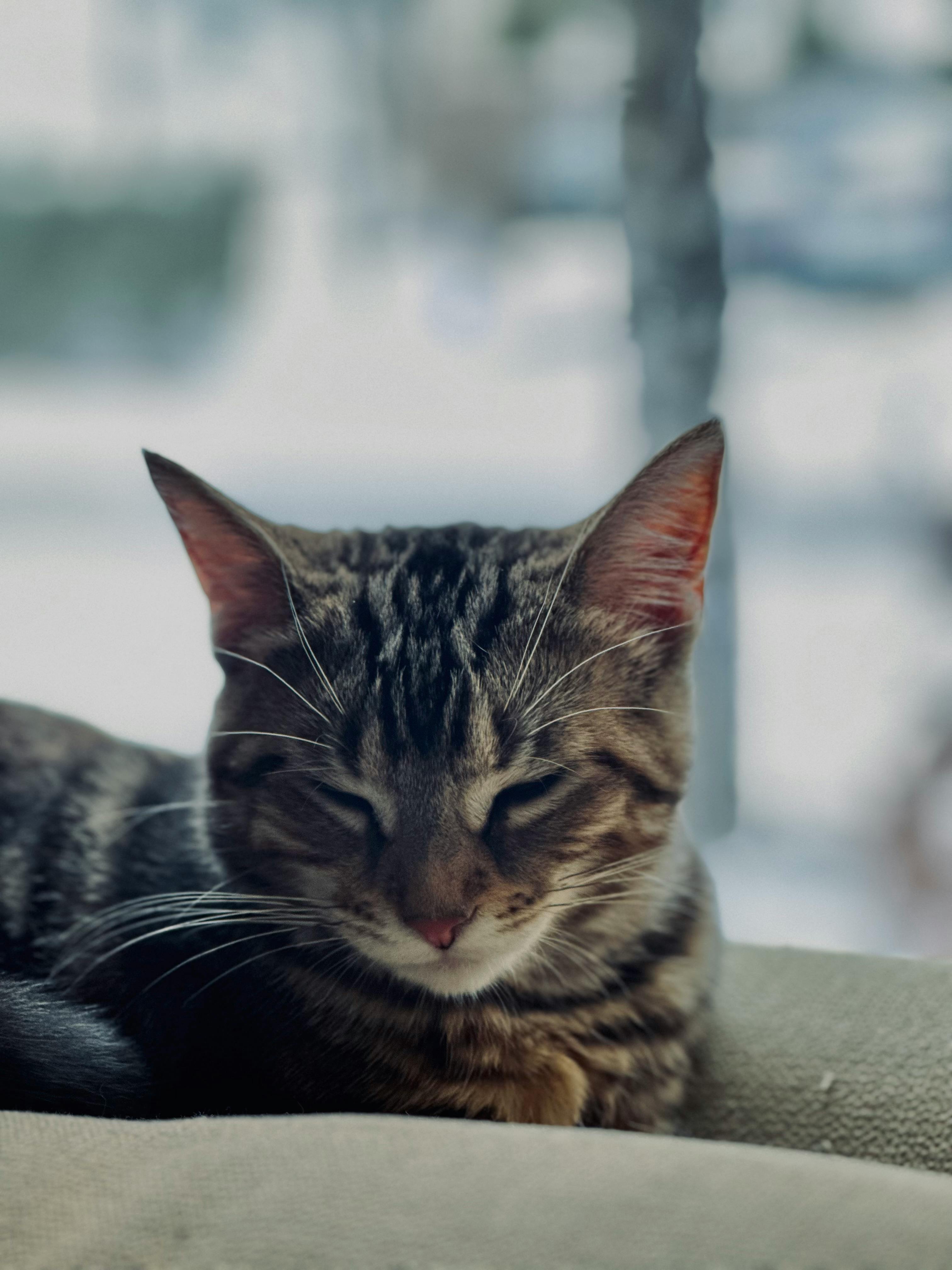 3024x4032 Peaceful Tabby Cat Relaxing Indoors · Free
