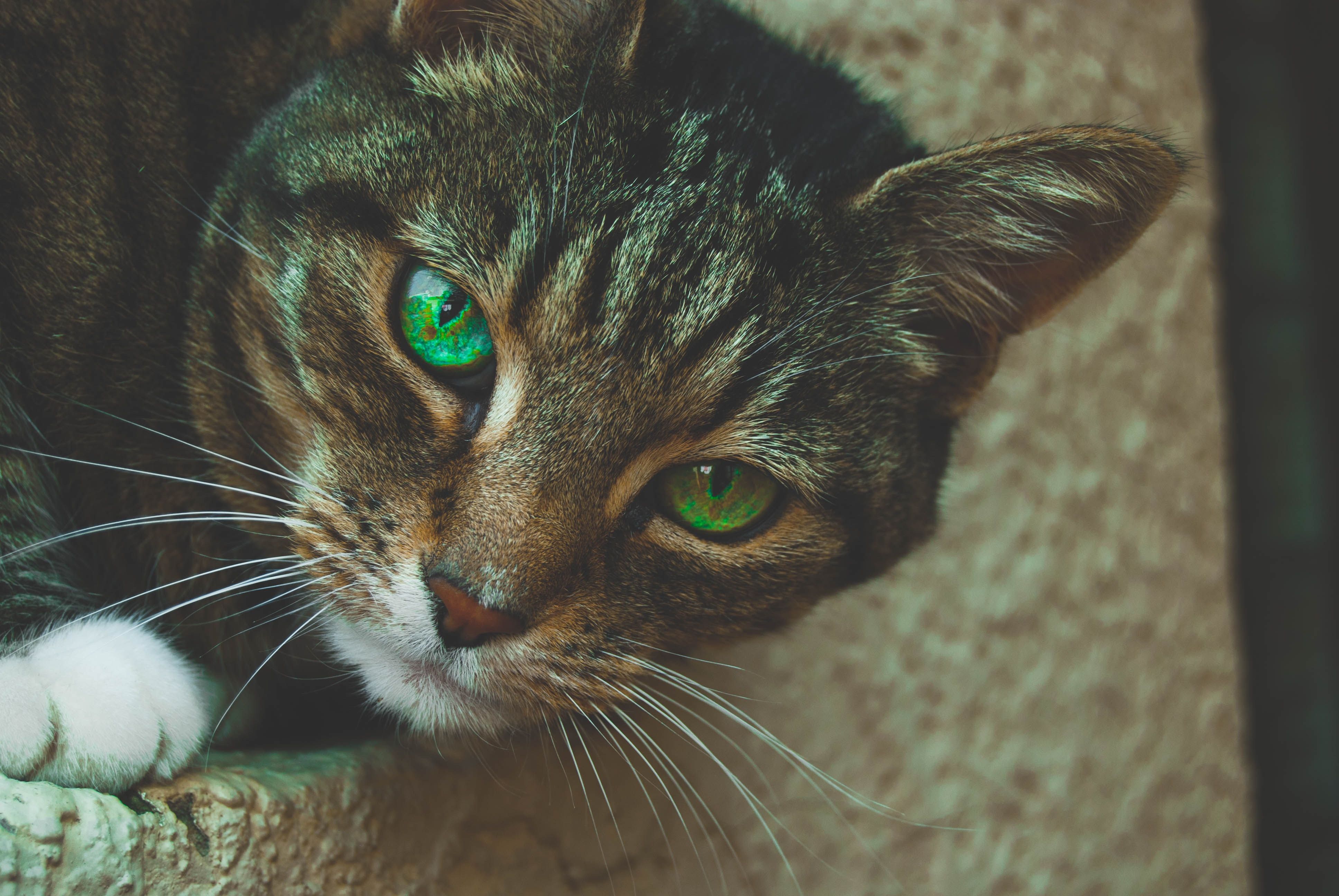 3872x2592 Free photo: Gray Tabby Cat with Green Eyes, Whiskers, Tabby