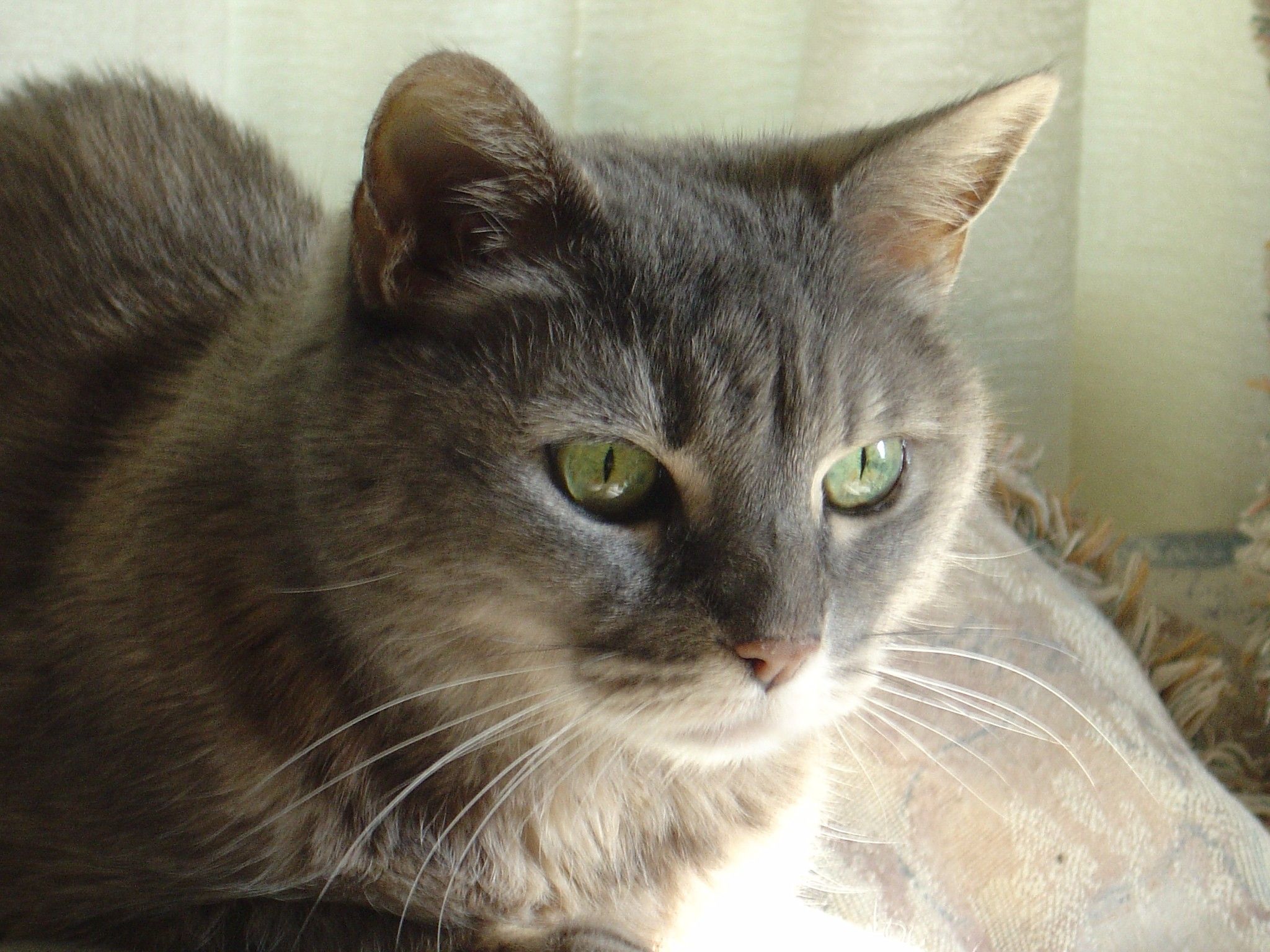 2048x1536 Gray Tabby Cat Close Up