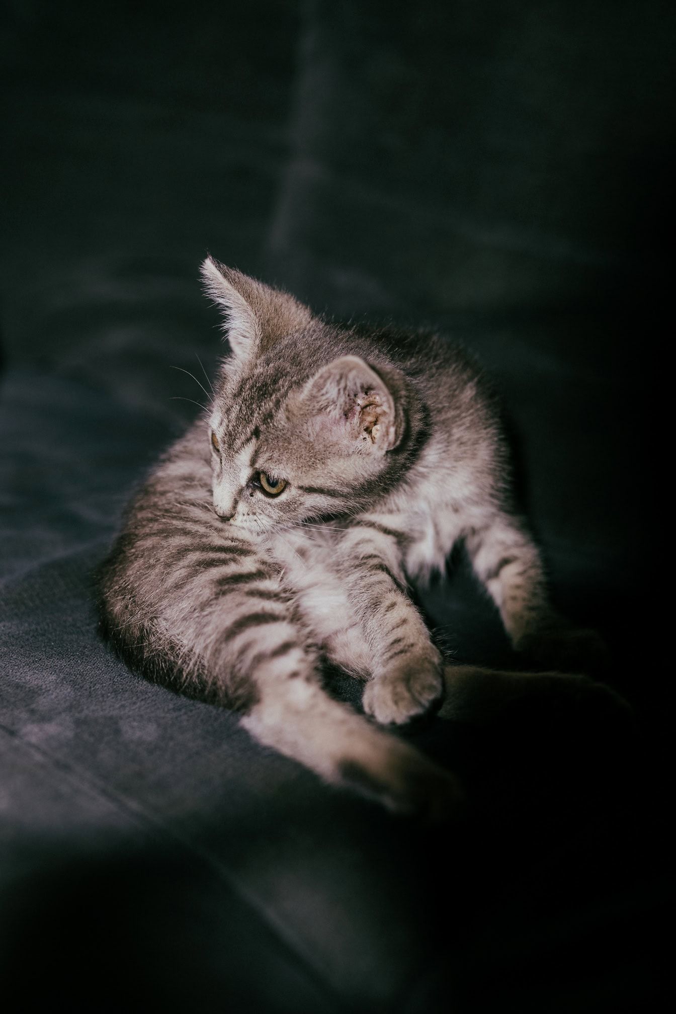 1344x2016 Free picture: A tabby cat, a greyish kitten, striped domestic cat lying on a couch