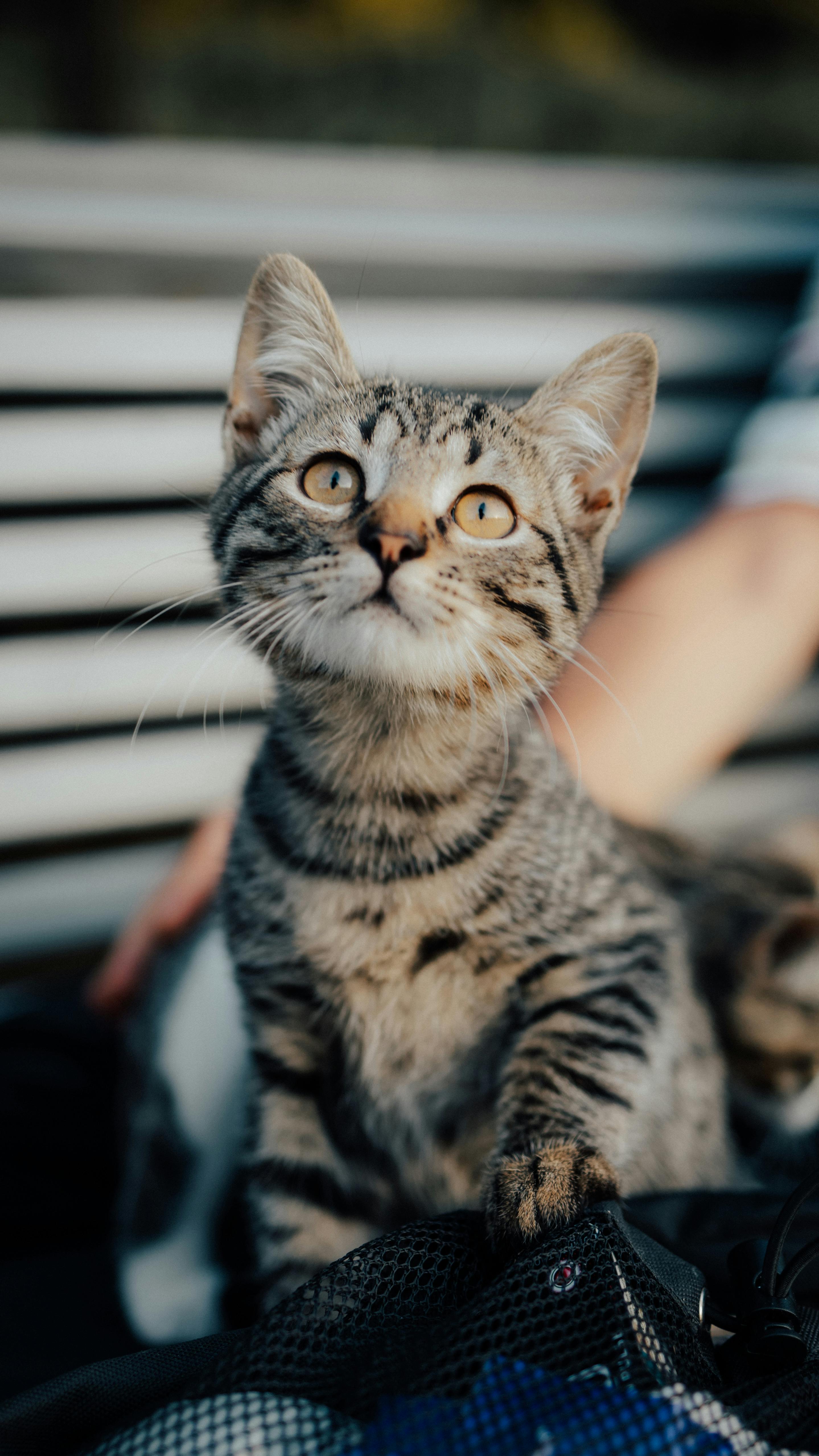 2878x5117 Pale Tabby Cat with Brown Eyes · Free