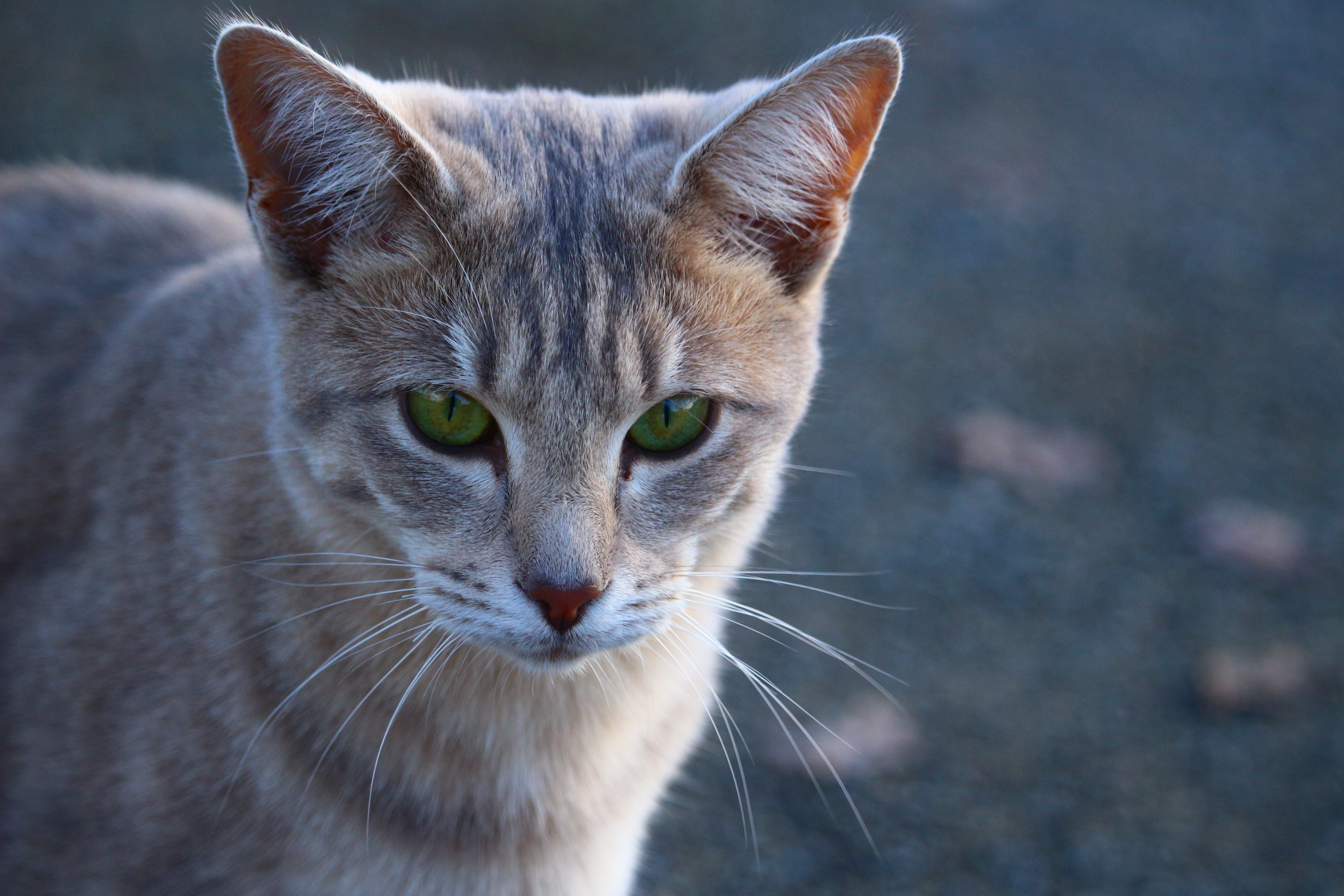 5184x3456 grey tabby cat free image