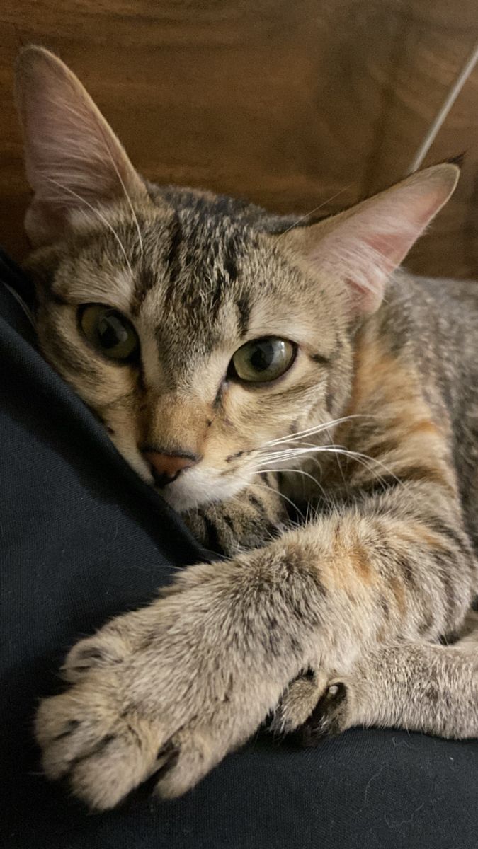 675x1200 Adorable Grey Tabby Cat on Couch
