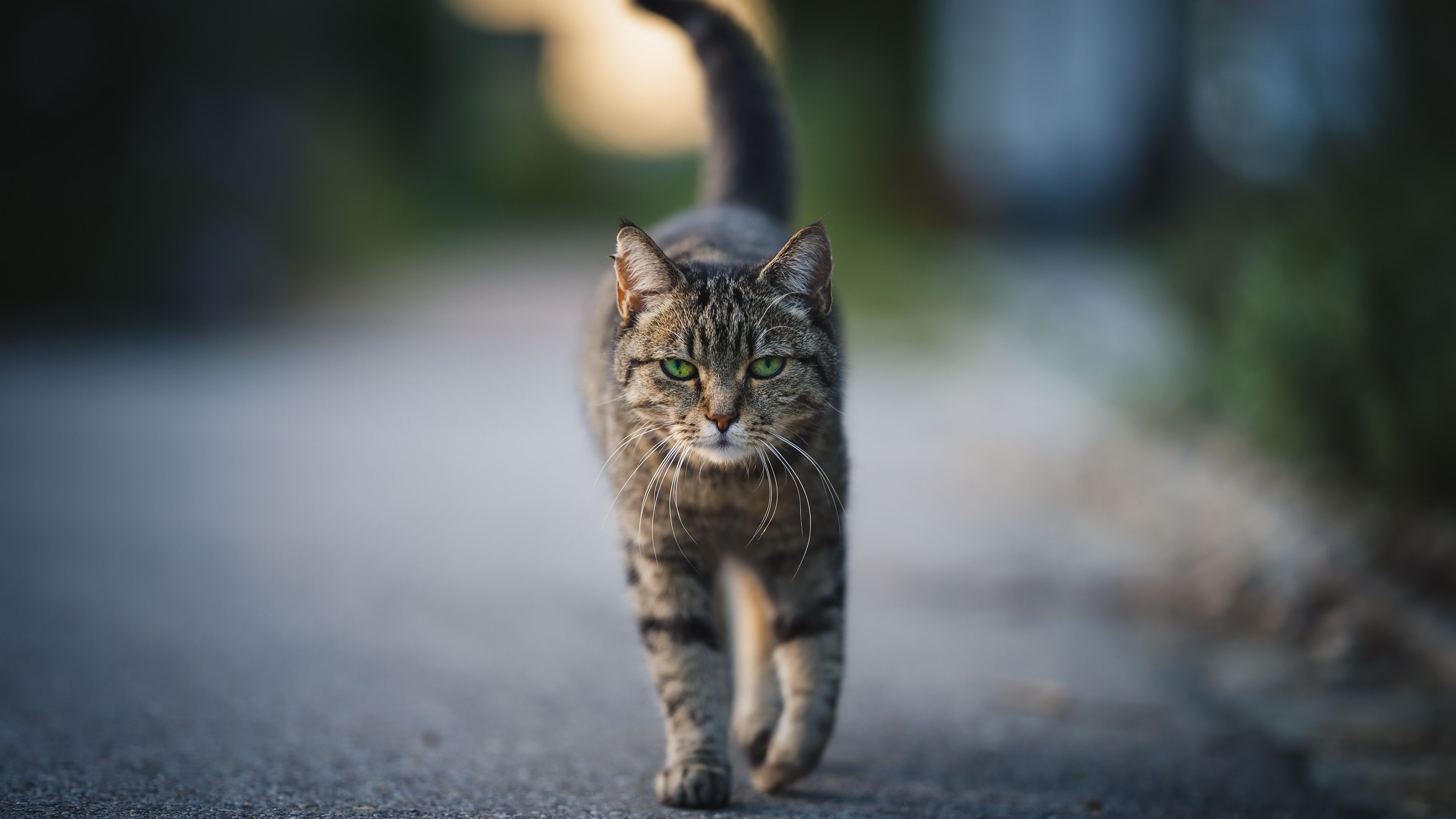 3840x2160 4K Ultra HD: Focused Tabby
