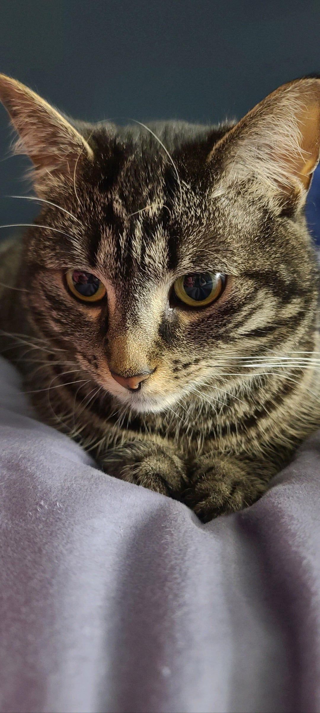 1080x2400 Our Baby Girl Tabby! Literally The Nicest Cat I've Ever Had Known. She Is All About The Love
