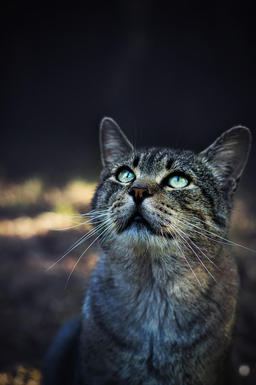 853x1280 Cat Pet Animal Domestic