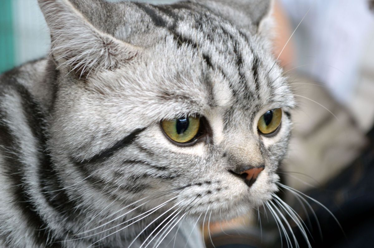 1200x798 From Tabby Cats in Wallpaper Wizard