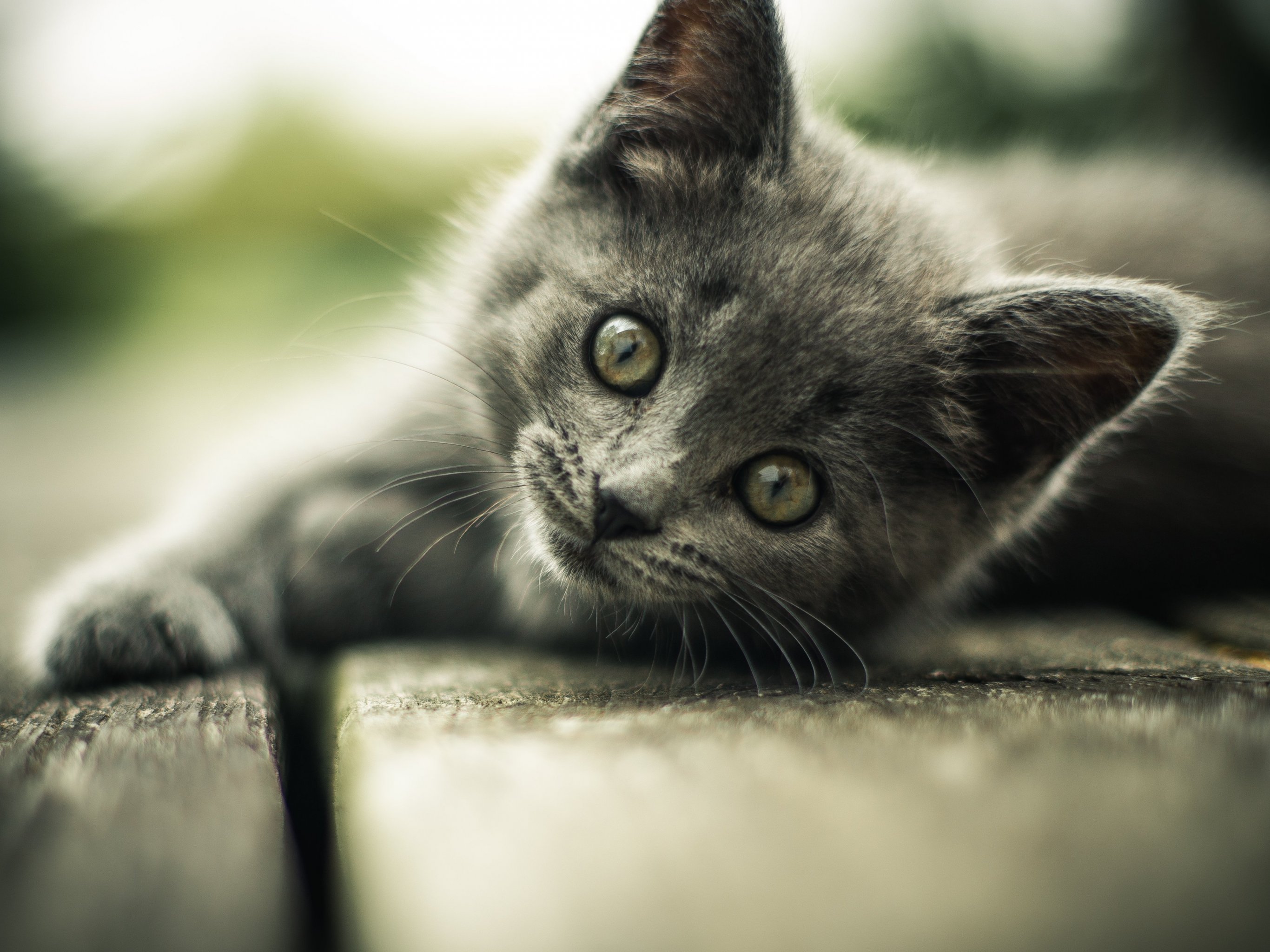 2732x2048 Gray Kitten Wallpaper, Android & Desktop Background
