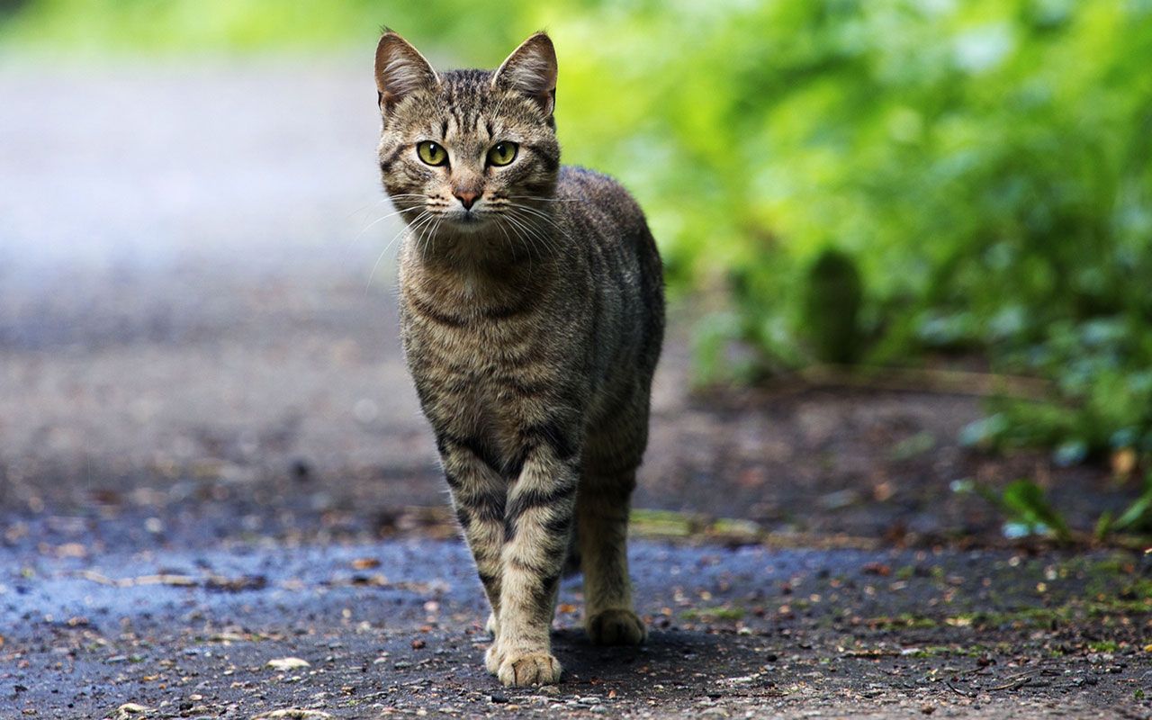 1280x800 Grey Striped Cat Wallpaper
