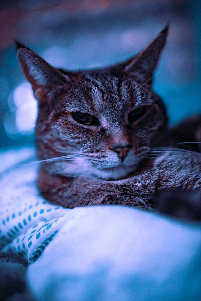 800x1200 HD brown tabby cat wallpaper