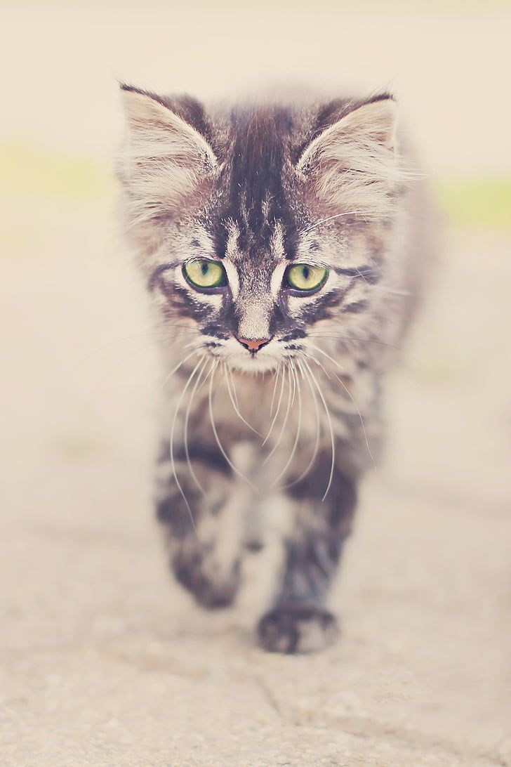 728x1092 Royalty Free Photo: Brown Tabby Kitten