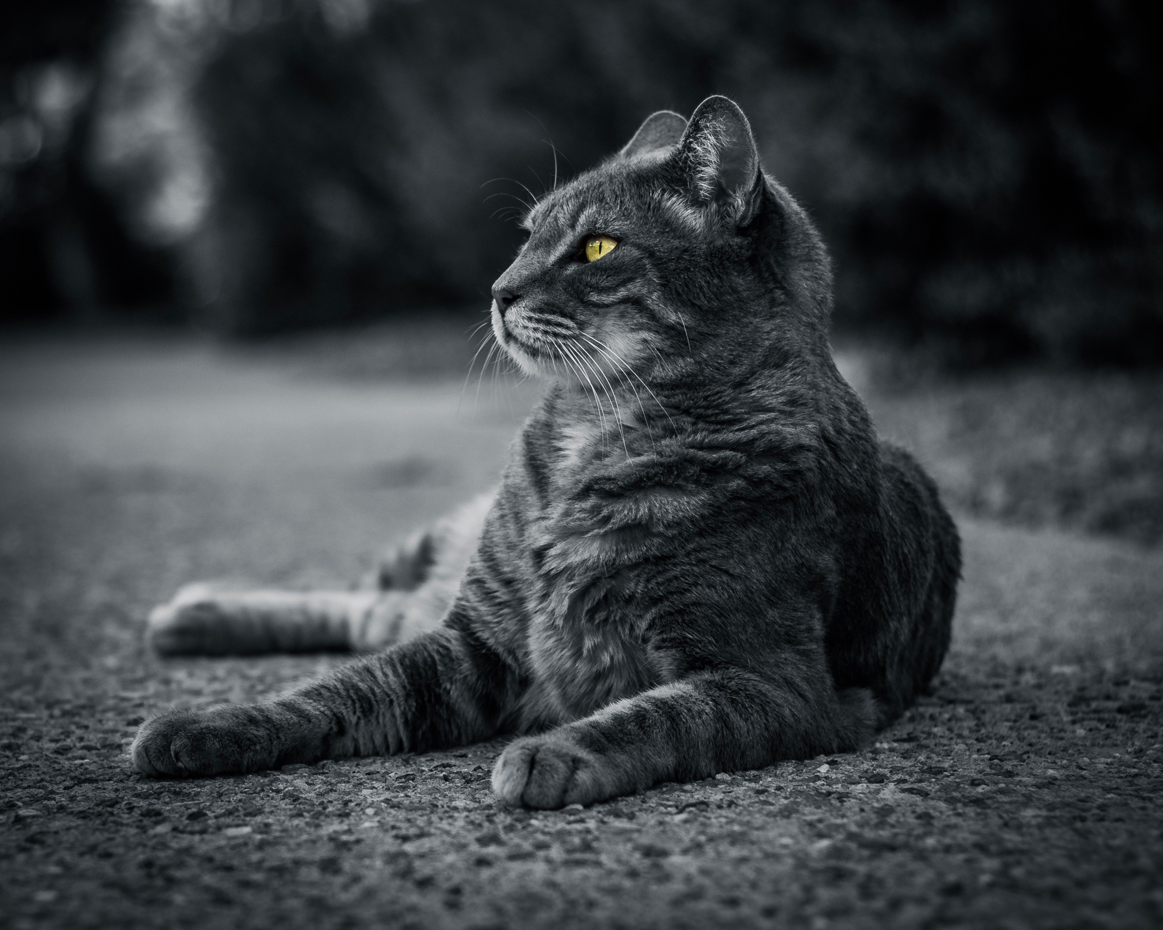 3991x3192 Wallpaper Grayscale Photo of Tabby Cat, Background Free Image