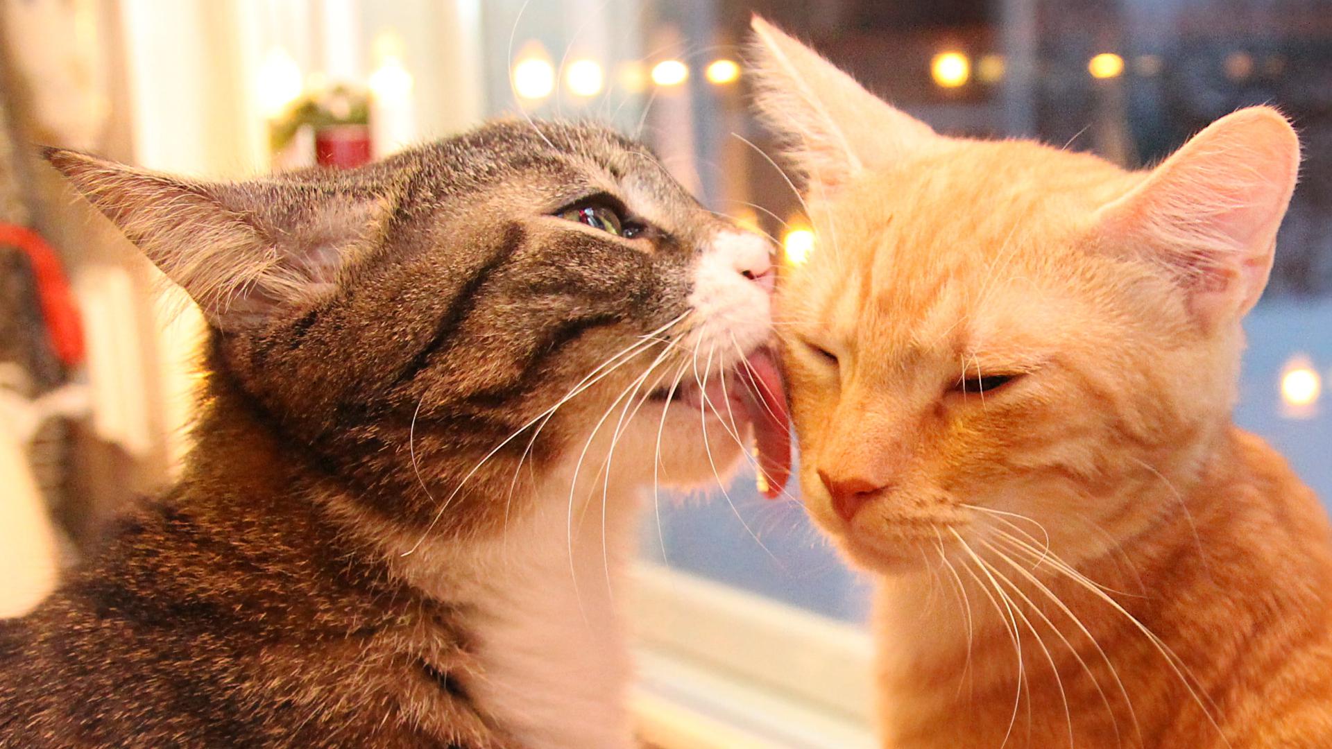 1920x1080 orange and grey tabby cats [1920x1080] Wallpaper