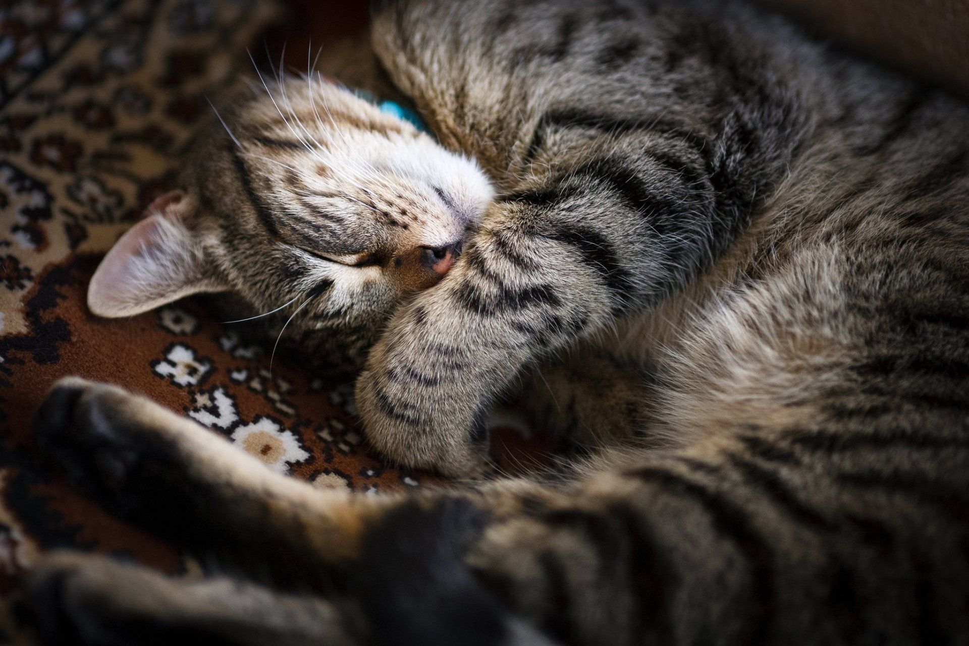 1920x1281 Download Tabby Cat Animal Cat HD Wallpaper