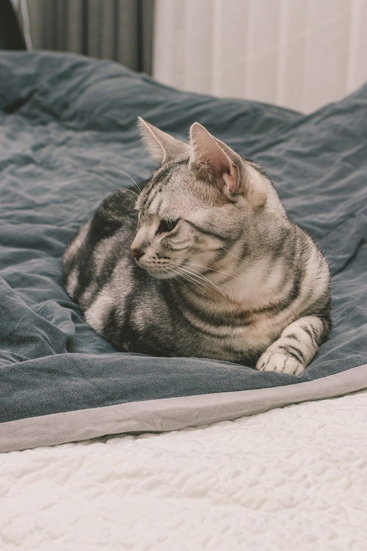 740x1110 Gray Tabby Cat Photo Free High Quality Picture