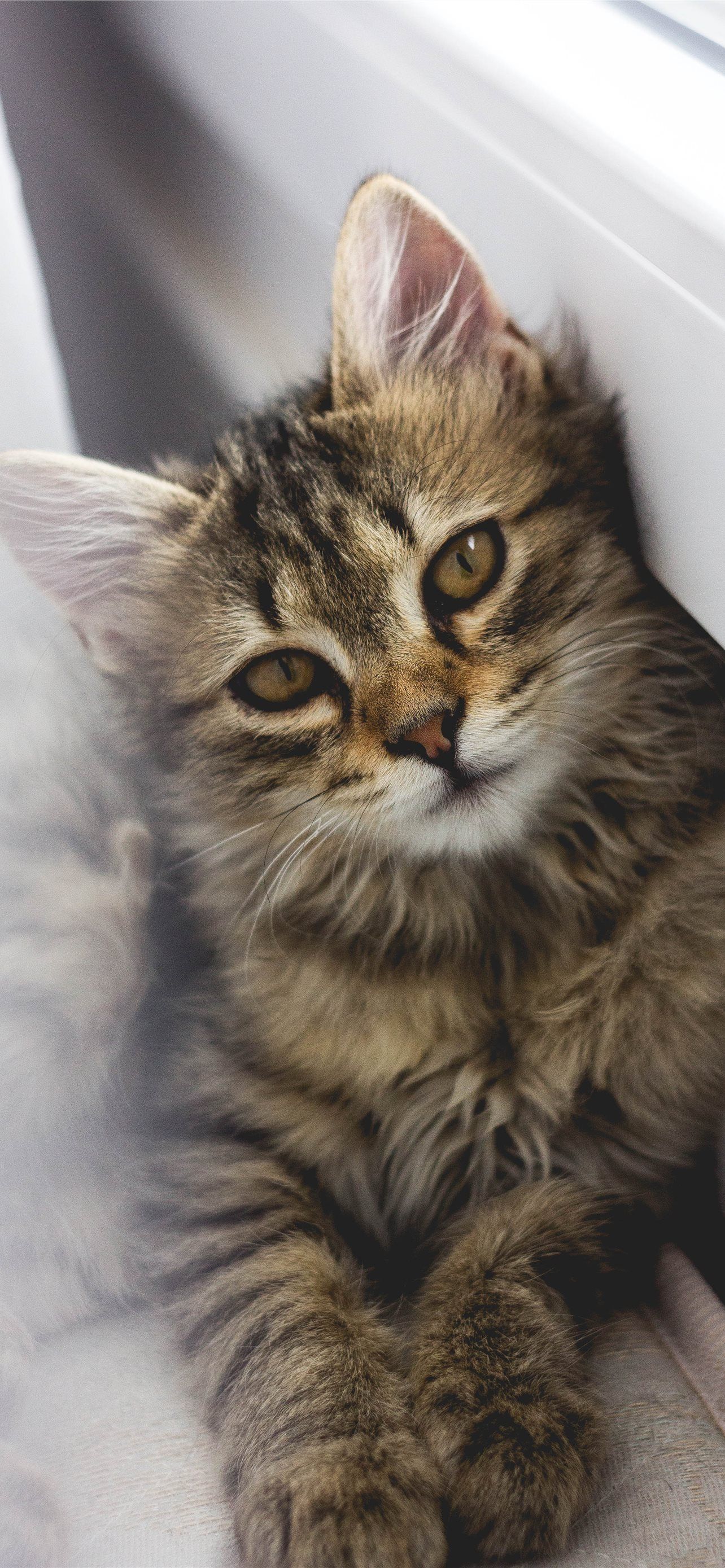 1284x2778 gray tabby kitten leaning on white wall iPhone Wallpaper Free Download