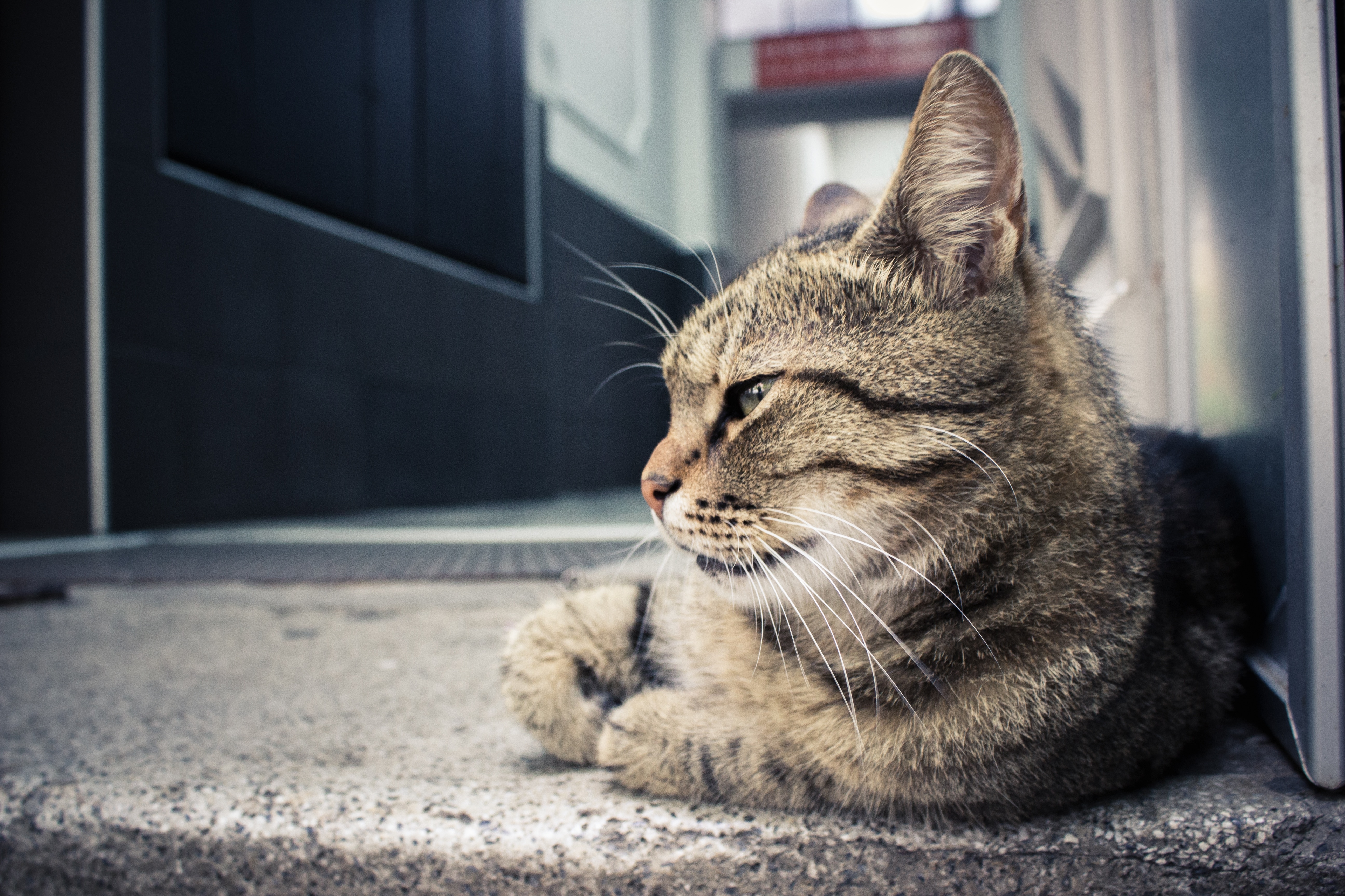 5184x3456 grey tabby cat free image
