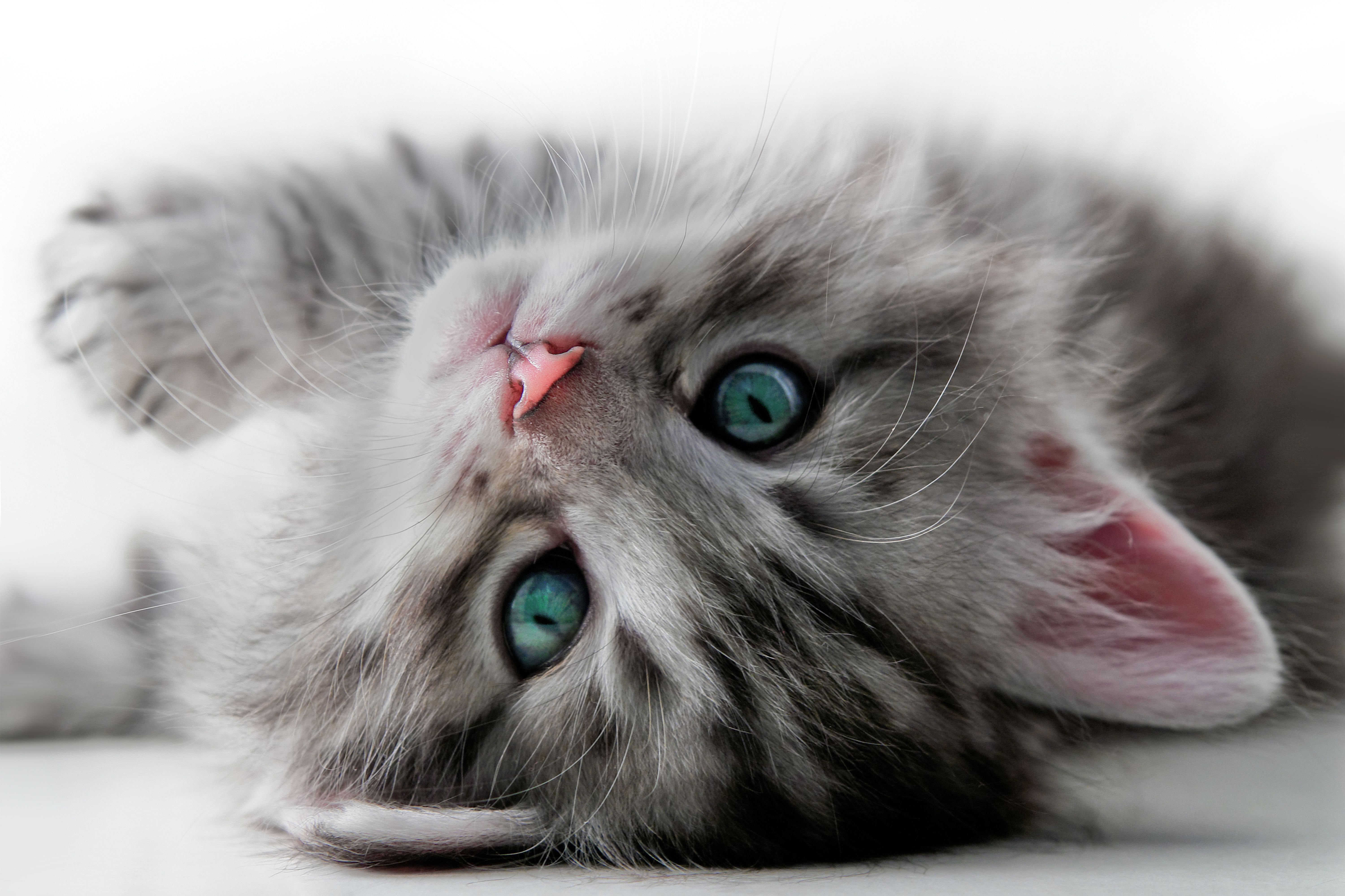 6000x3999 Cute Little Grey Cat Background​-Quality Free Image and Transparent PNG Clipart