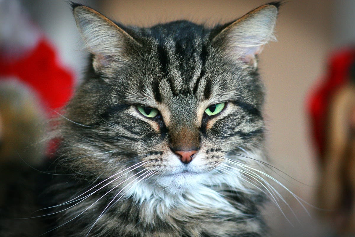 1200x800 Tabby Cat Finds Mom Sitting in 'His Chair' and Loses His Mind