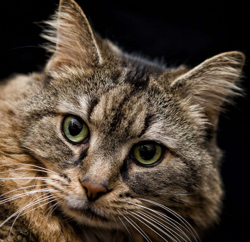 1024x988 Tabby Cat Wallpaper