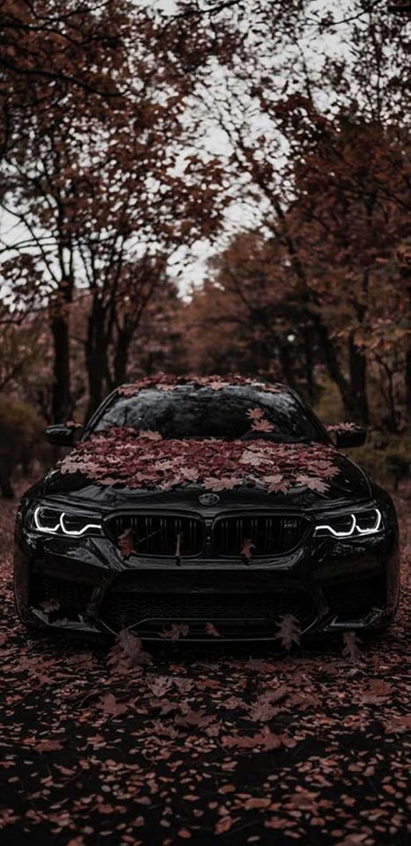 800x1644 Bmw M road, car, autumn, bmw, m HD phone wallpaper