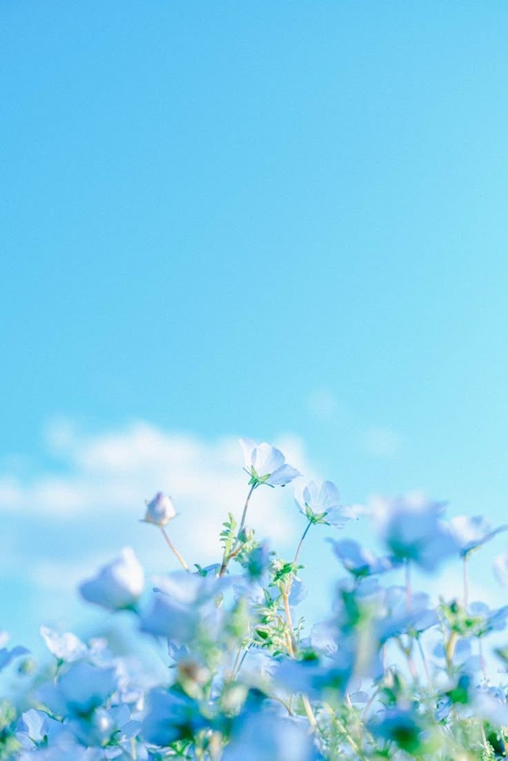 736x1103 Blue Flowers Against a Bright Blue Sky Wallpaper