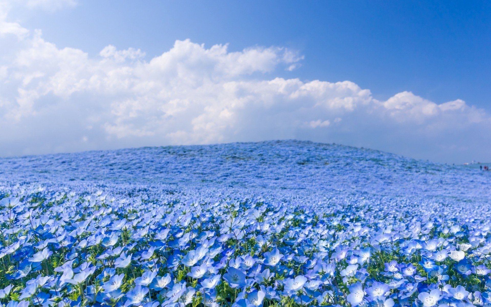 1920x1200 Endless Blue Blossoms Under a Vast Sky