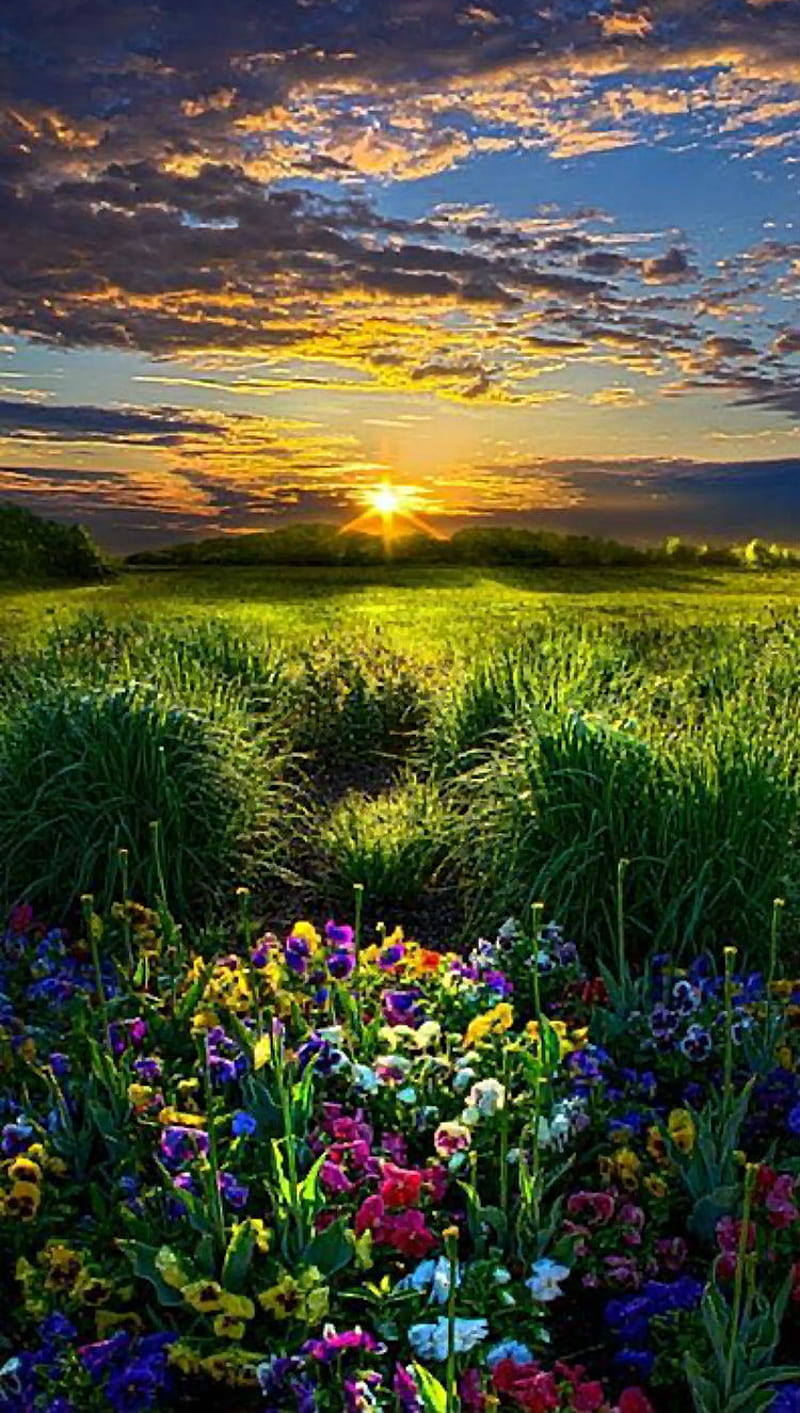 800x1413 Flowers, bonito, beauty, clouds, flower, sunrise, sunset, HD phone wallpaper