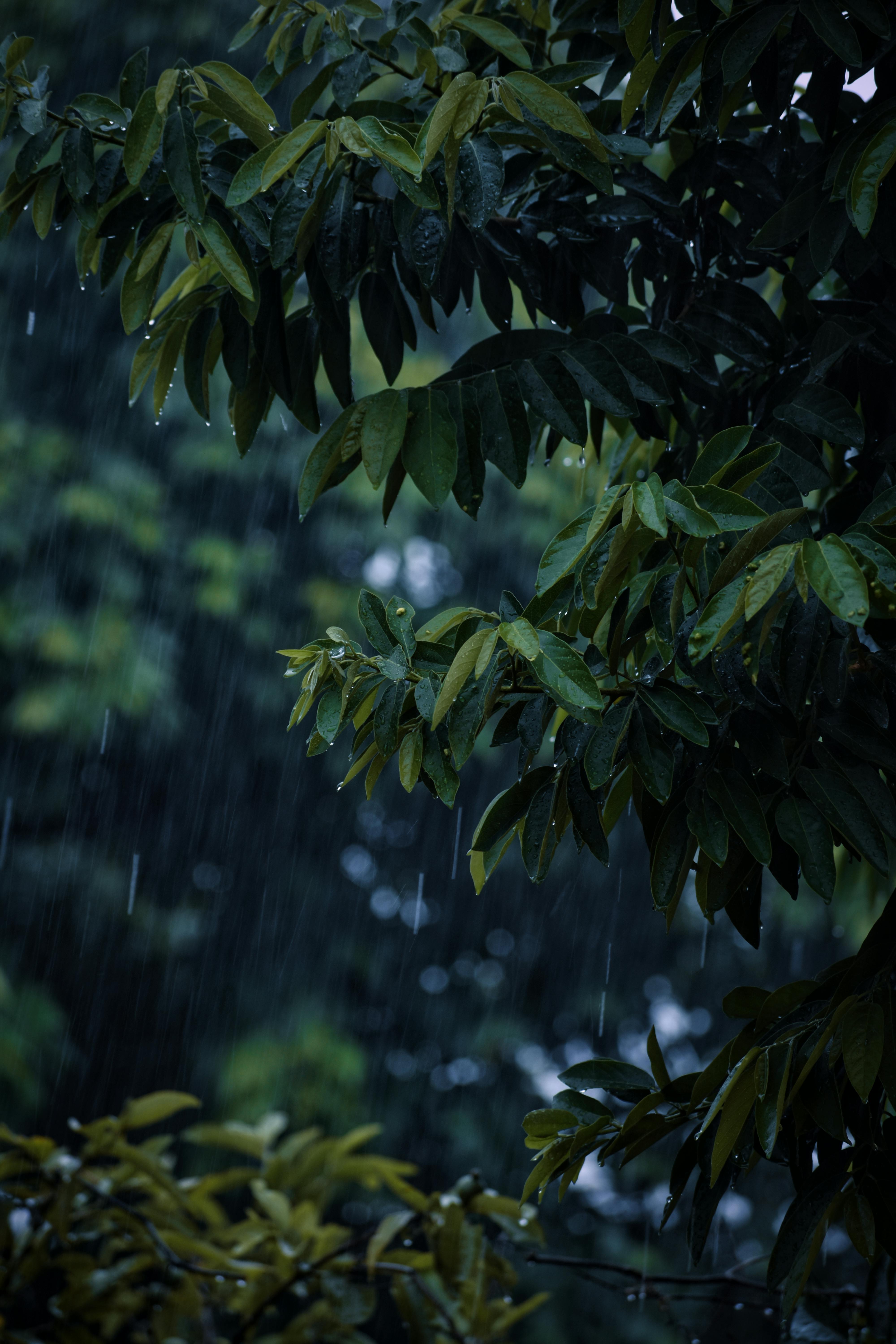4000x6000 Rain Forest Photo, Download The BEST Free Rain Forest & HD Image