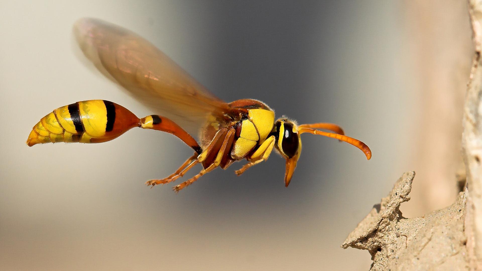 1920x1080 Wasp HD Wallpaperx1080
