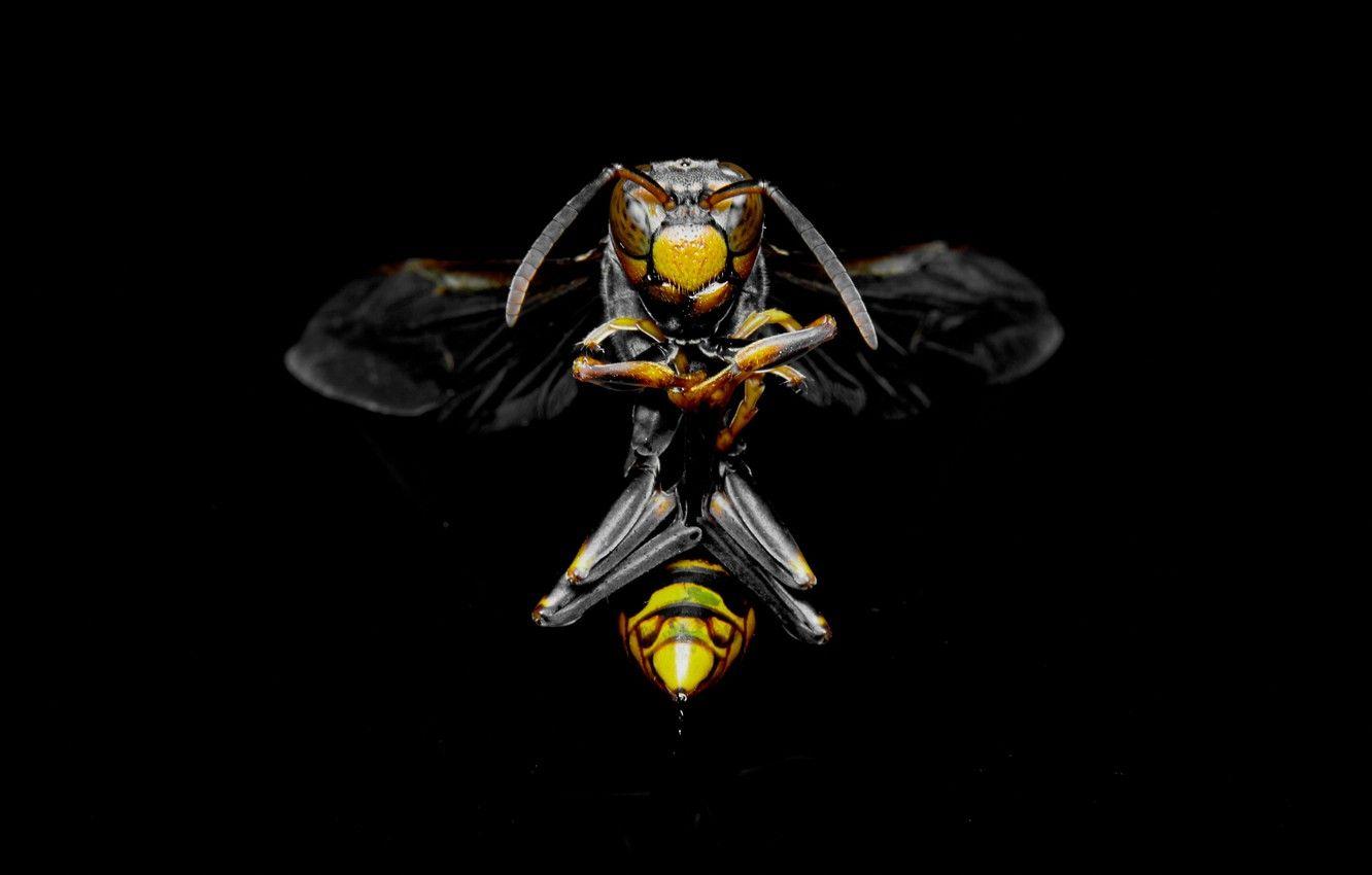 1332x850 Wallpaper China, China, OSA, wasp, royal wasp, Royal wasp image