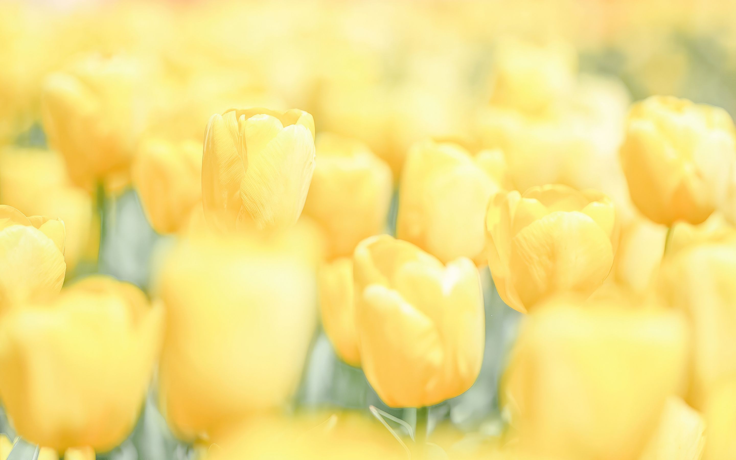 2880x1800 Yellow Flowers Minimal 4k Macbook Pro Retina , HD 4k Wallpaper , Image, Background, Photos and Picture