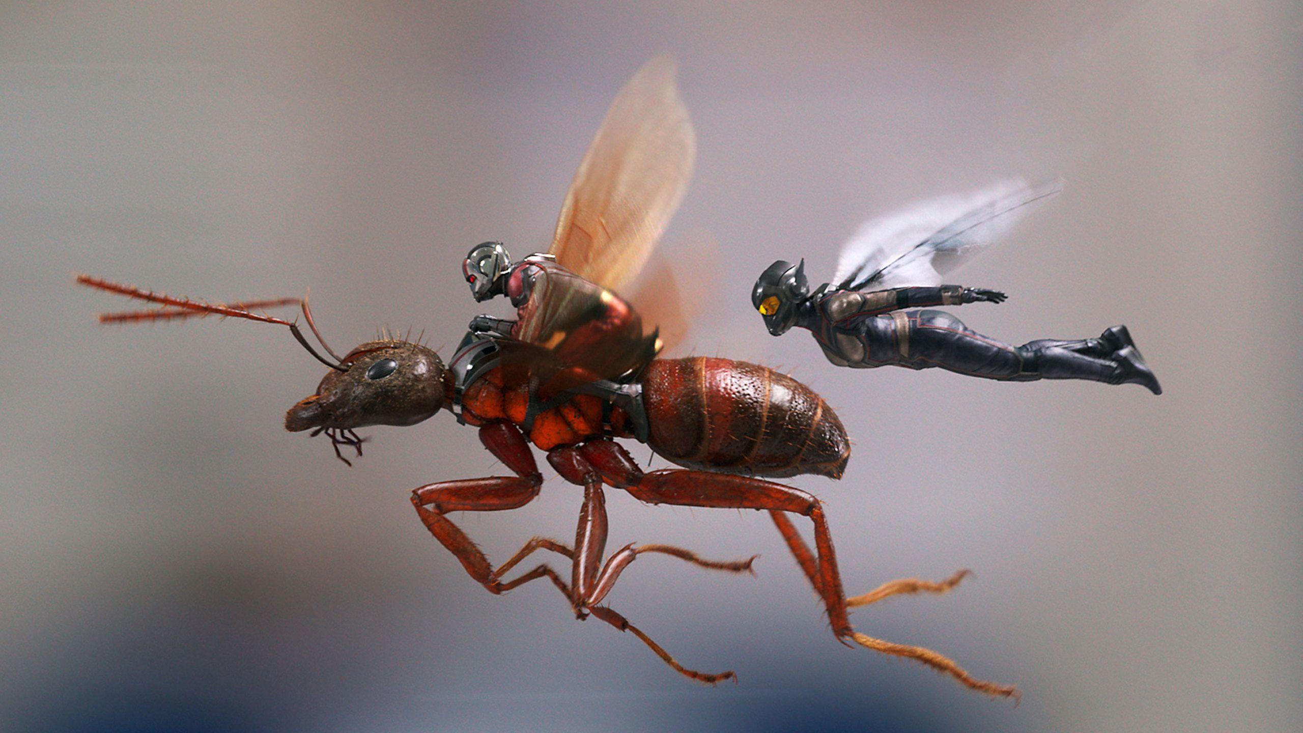 2560x1440 Ant Man And The Wasp 1440P Resolution HD 4k Wallpaper