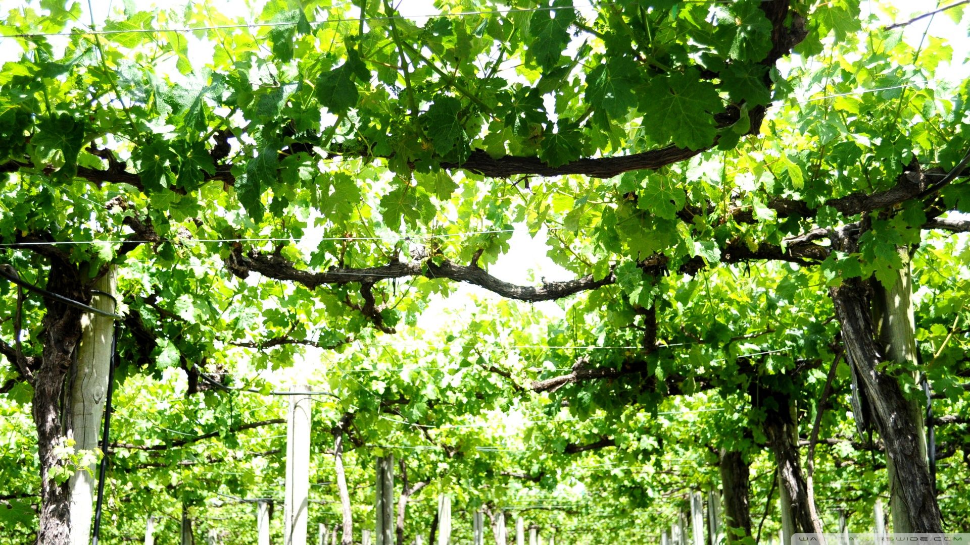 1920x1080 Vine Yard 4K UHD Wallpaper for UltraHD Desktop and TV : Dual Monitor : Smartphone and Tablet Devices