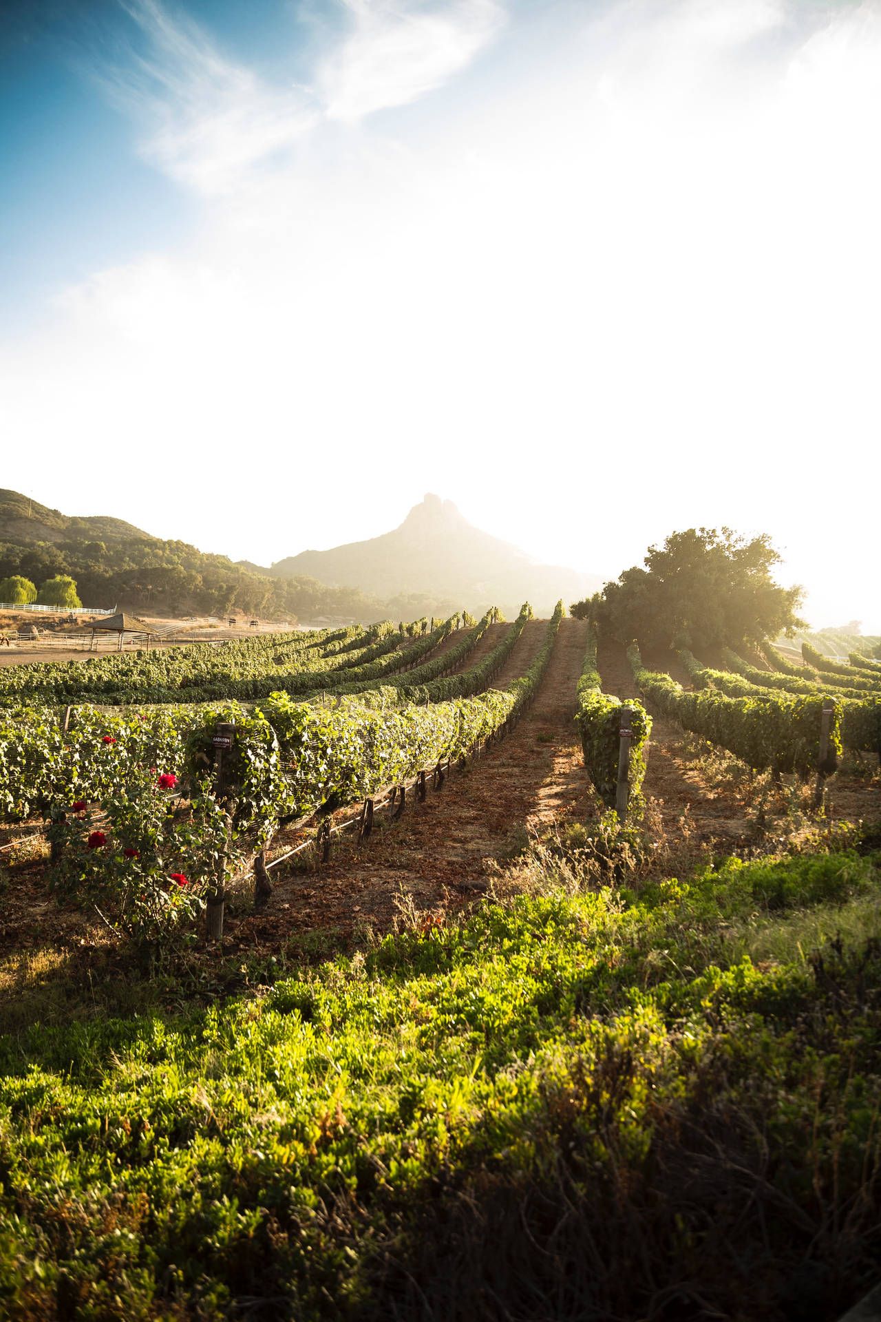 1280x1920 Download Green Vineyard Grape Farm In Full Daylight Wallpaper
