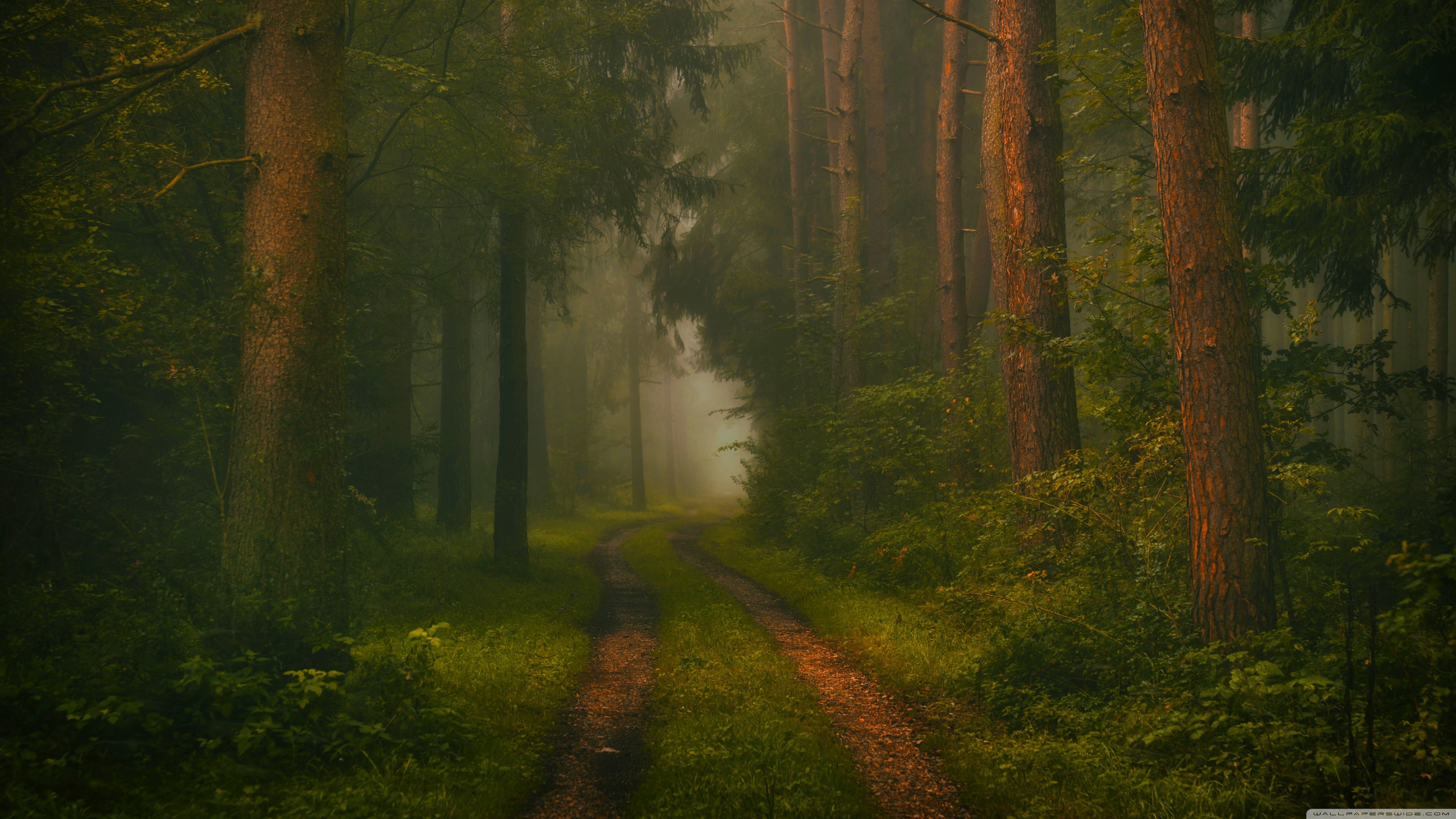 3840x2160 Forest, Trees, Road, Fog, Mysterious 4K UHD Wallpaper for UltraHD Desktop and TV : Widescreen and UltraWide Display : Dual Monitor : Smartphone and Tablet Devices