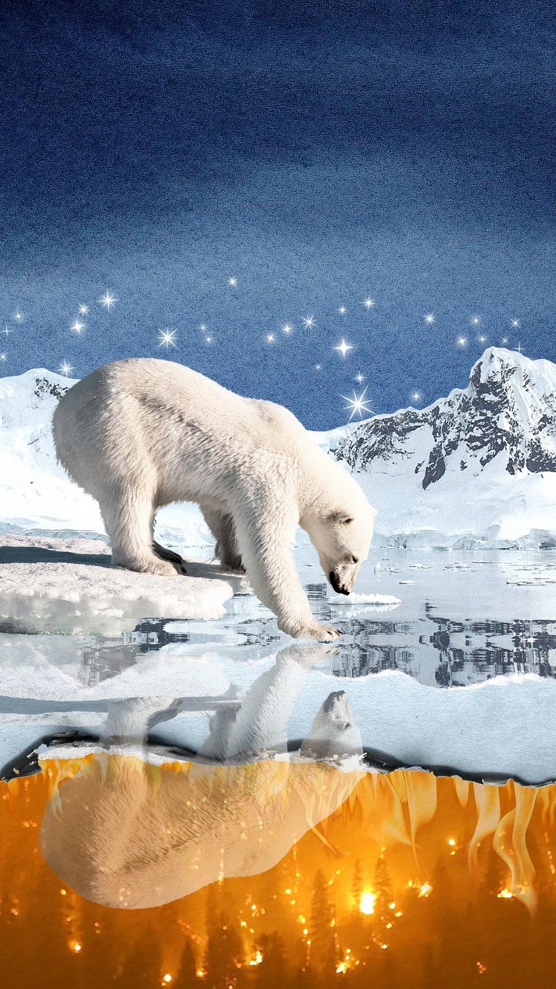 800x1422 Polar Bear Wallpaper Image Wallpaper