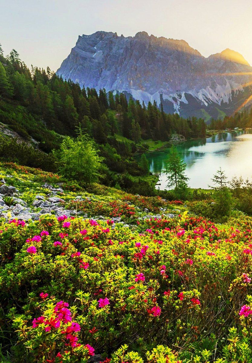 834x1200 Early summer is in full bloom around Lake Seebensee with the background view of scenic Tirolian Alps in Tyrol, Austria