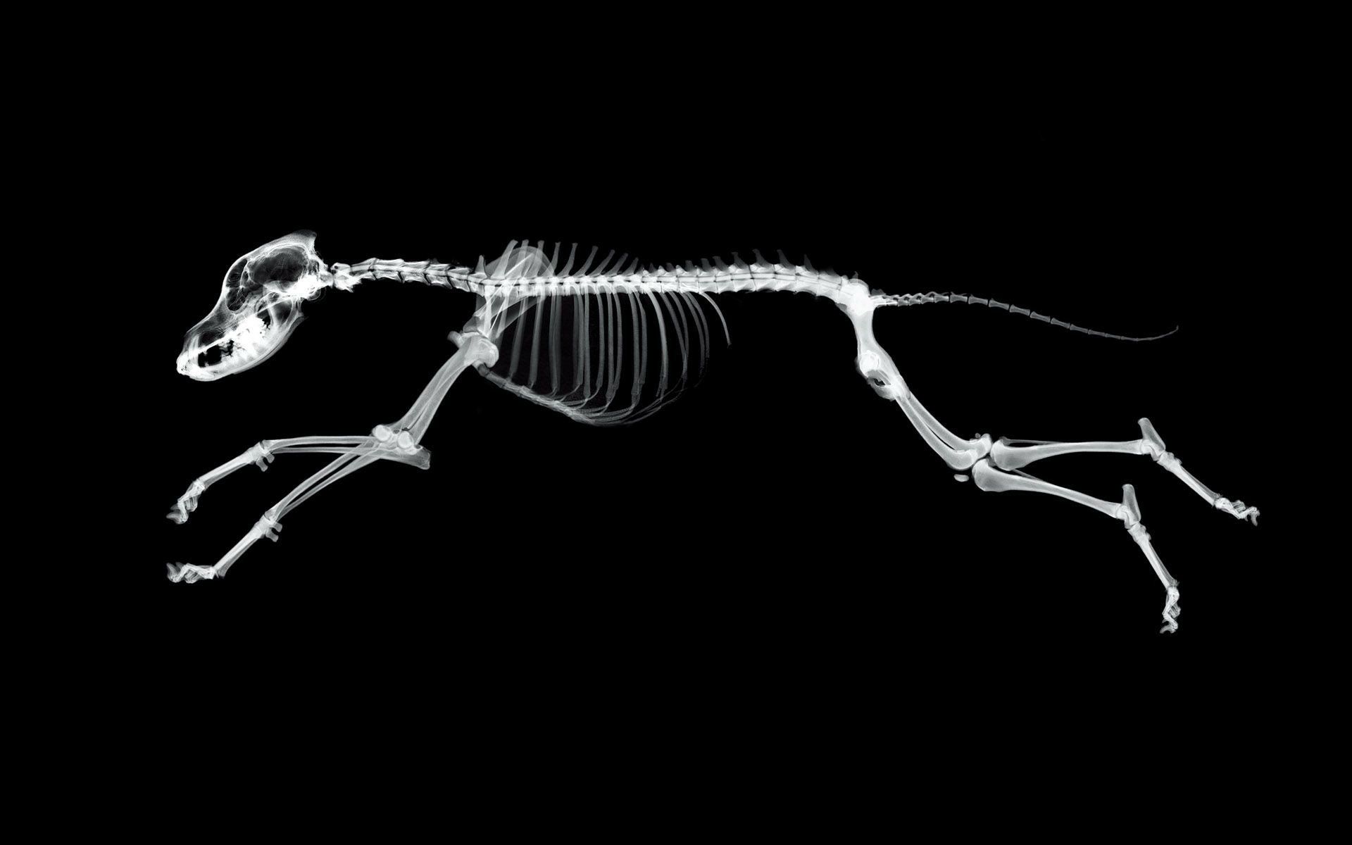 1920x1200 X Ray Vision Animal Skeleton HD Wallpaper