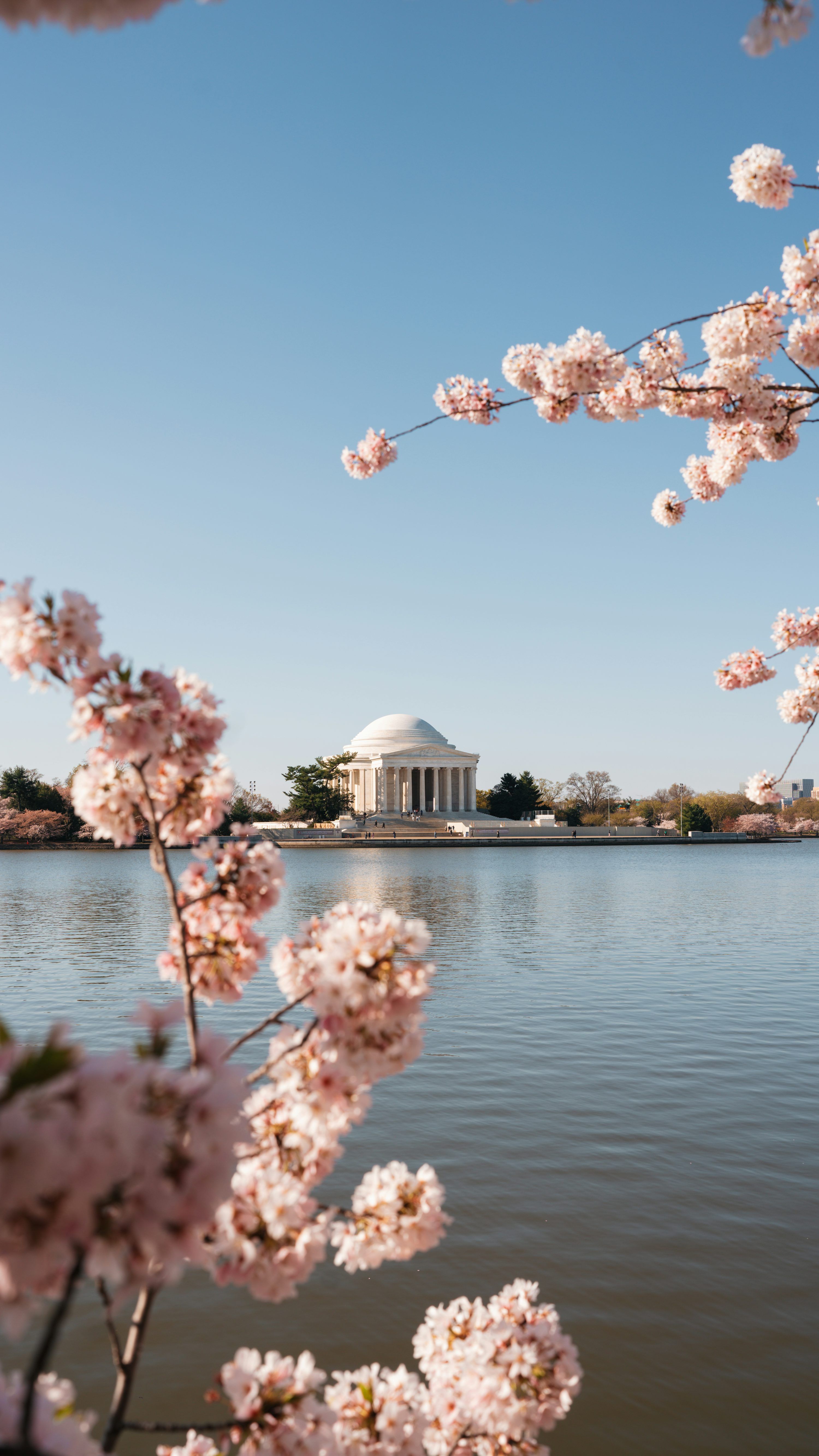 3000x5334 A view of the jefferson memorial and cherry blossoms photo